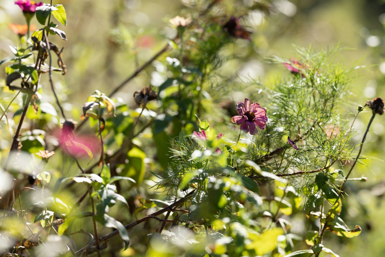 Una escena natural vibrante con flores coloridas y hojas verdes