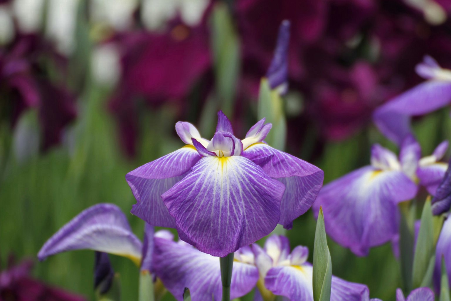 Nahaufnahme von lila Irisblüten mit verschwommenem Hintergrund weiterer lila Blumen