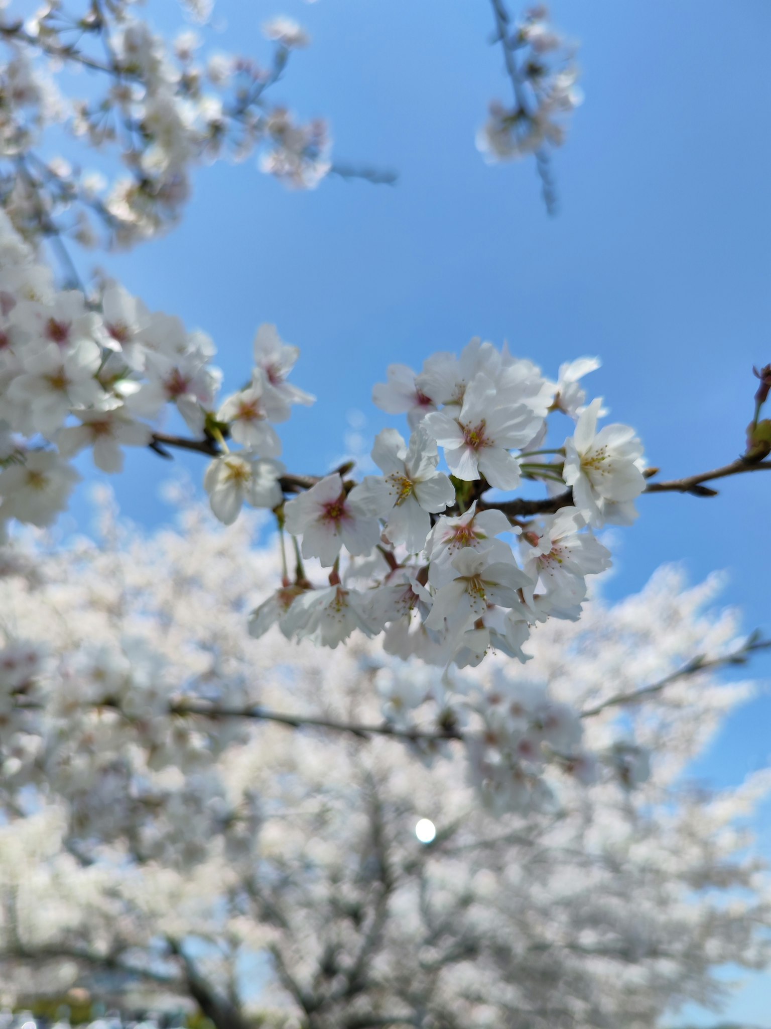 Primer plano de flores de cerezo blancas contra un cielo azul