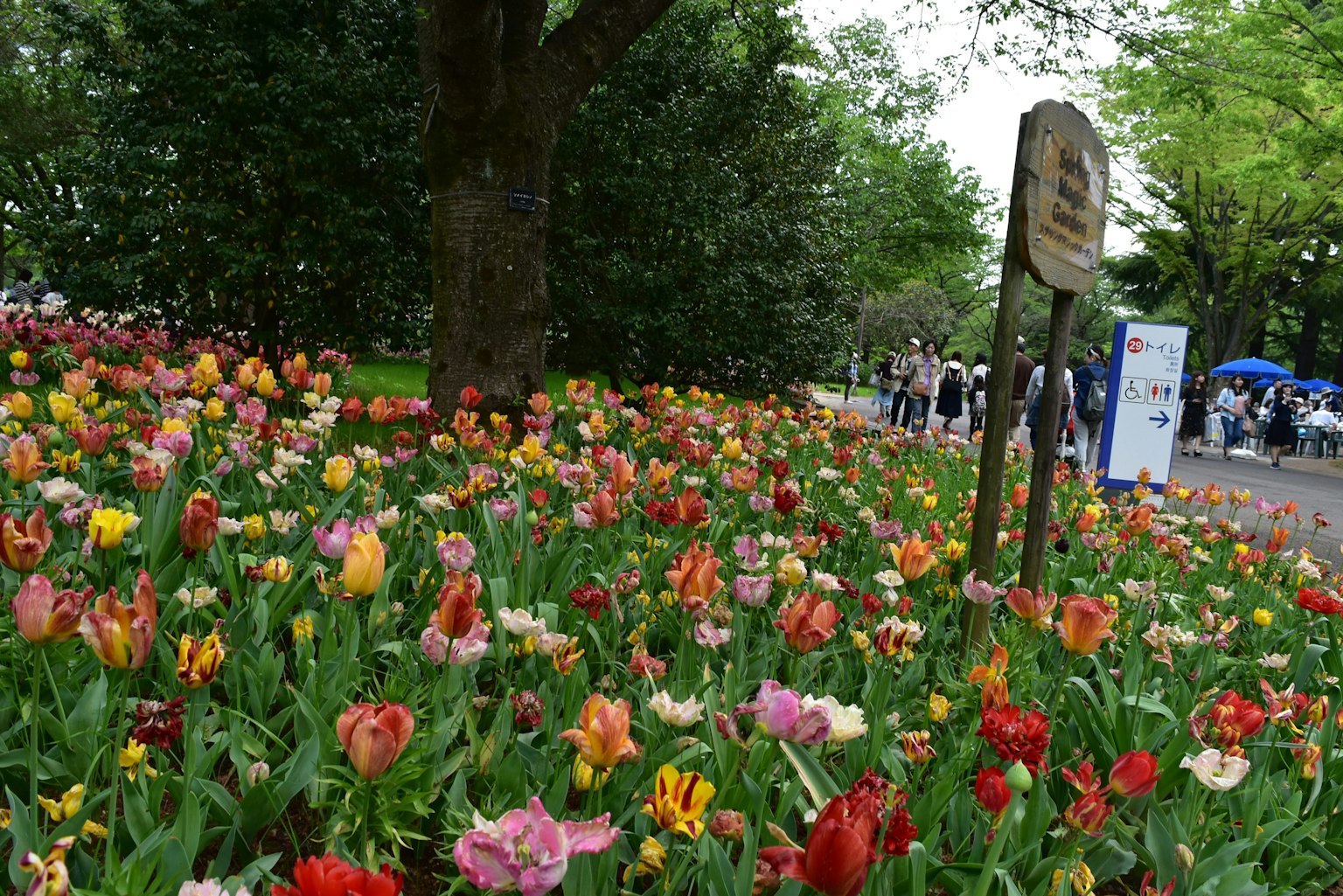 Tulip berwarna-warni mekar di taman