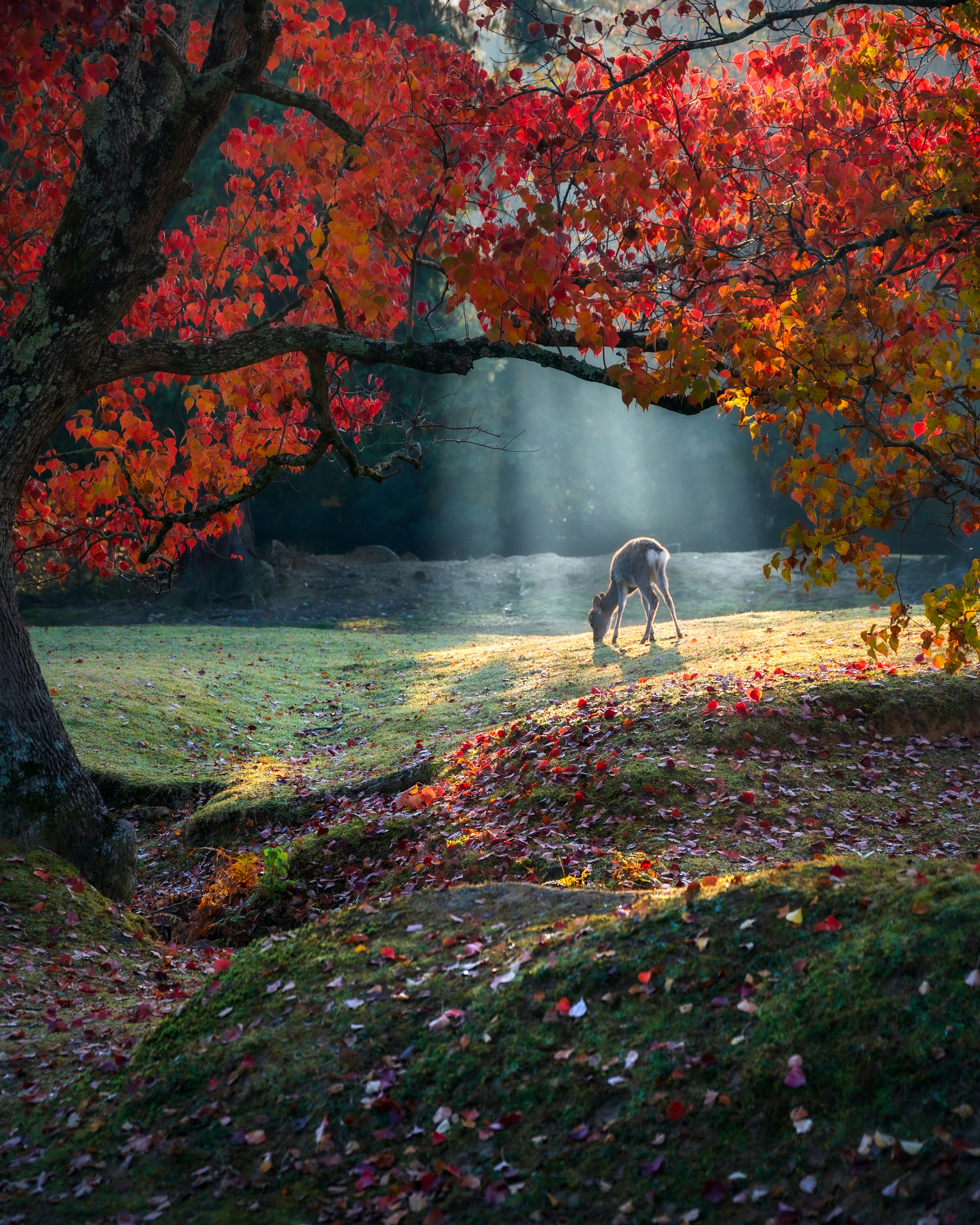 autumn valley landscape with red maple trees and a waterfall
