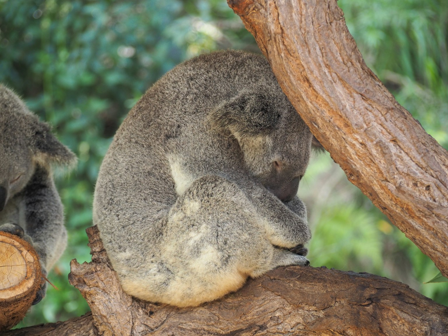 A koala sleeping on a tree branch