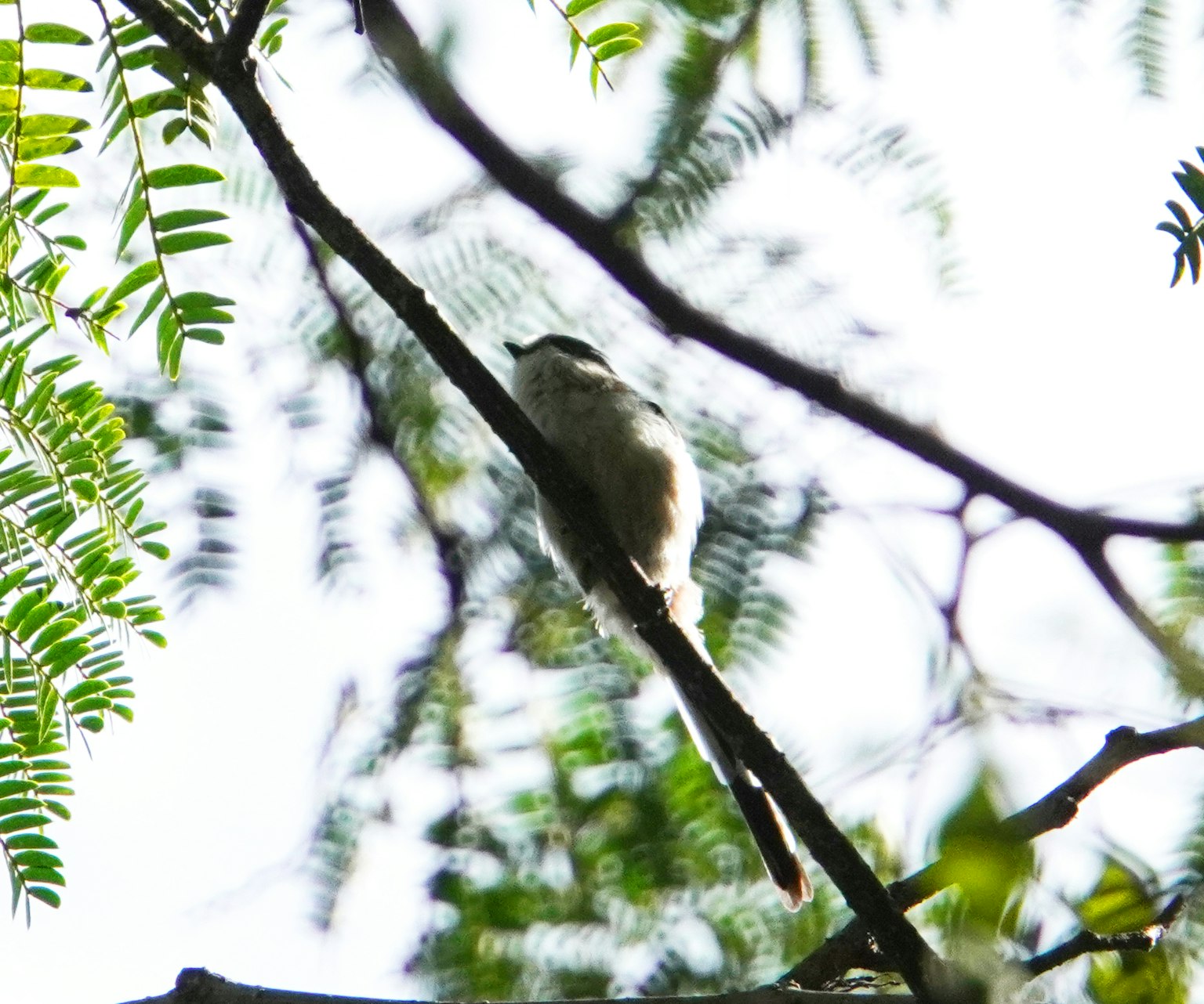 Burung kecil bertengger di dahan dikelilingi dedaunan hijau