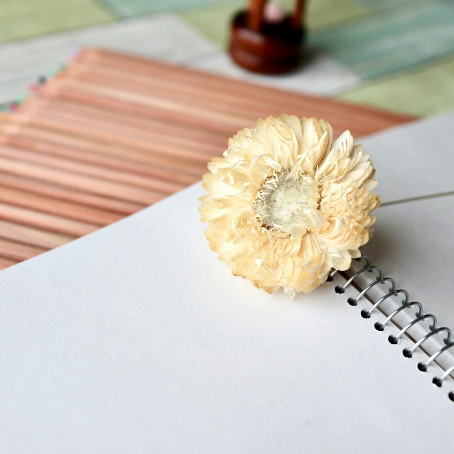 ดอกไม้สีขาววางอยู่บนสมุดสเก็ตช์ที่มีพื้นหลังเป็นกระดาษสี
