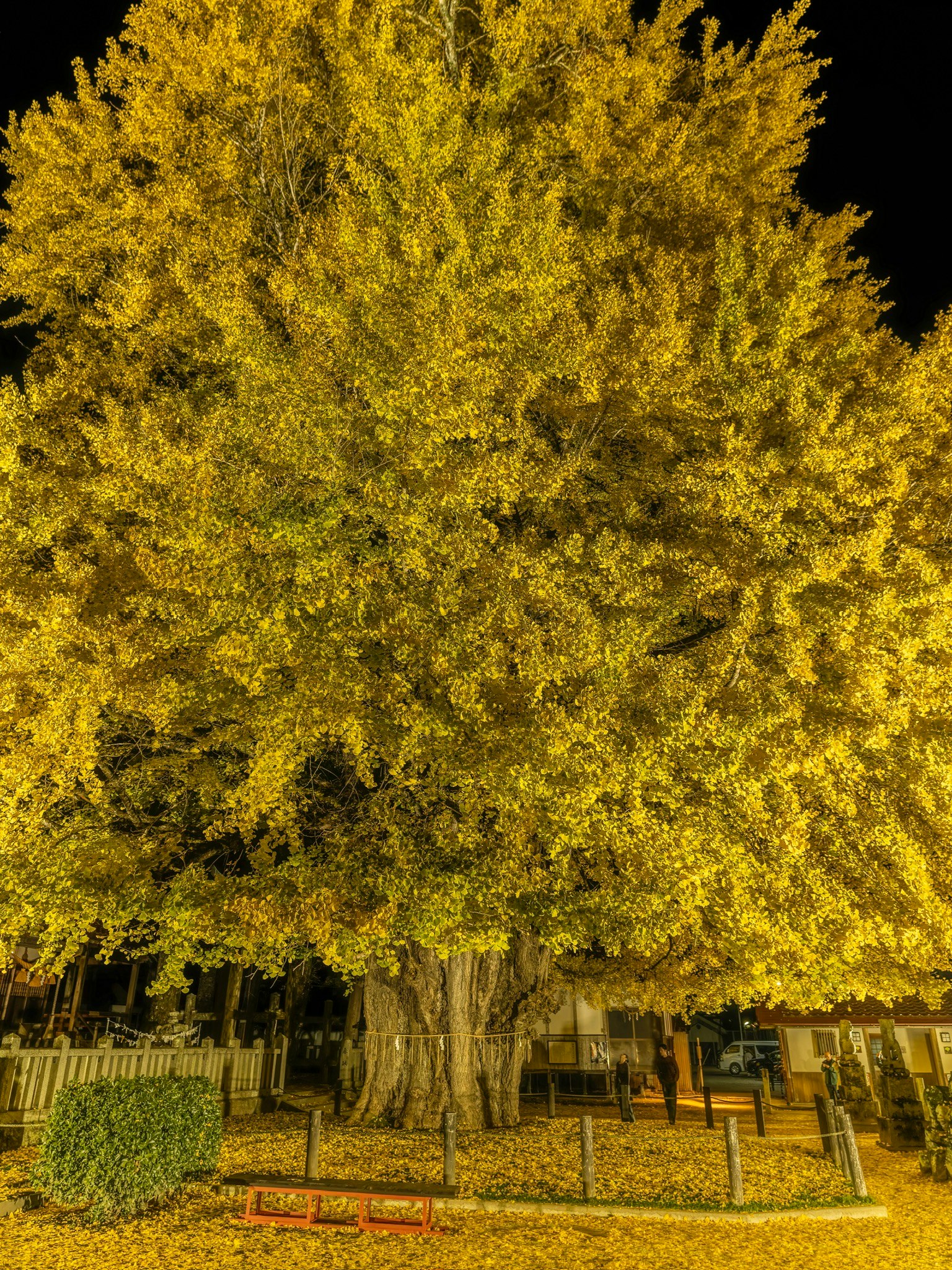 夜に照らされた大きな黄色い木と周囲の緑の植栽