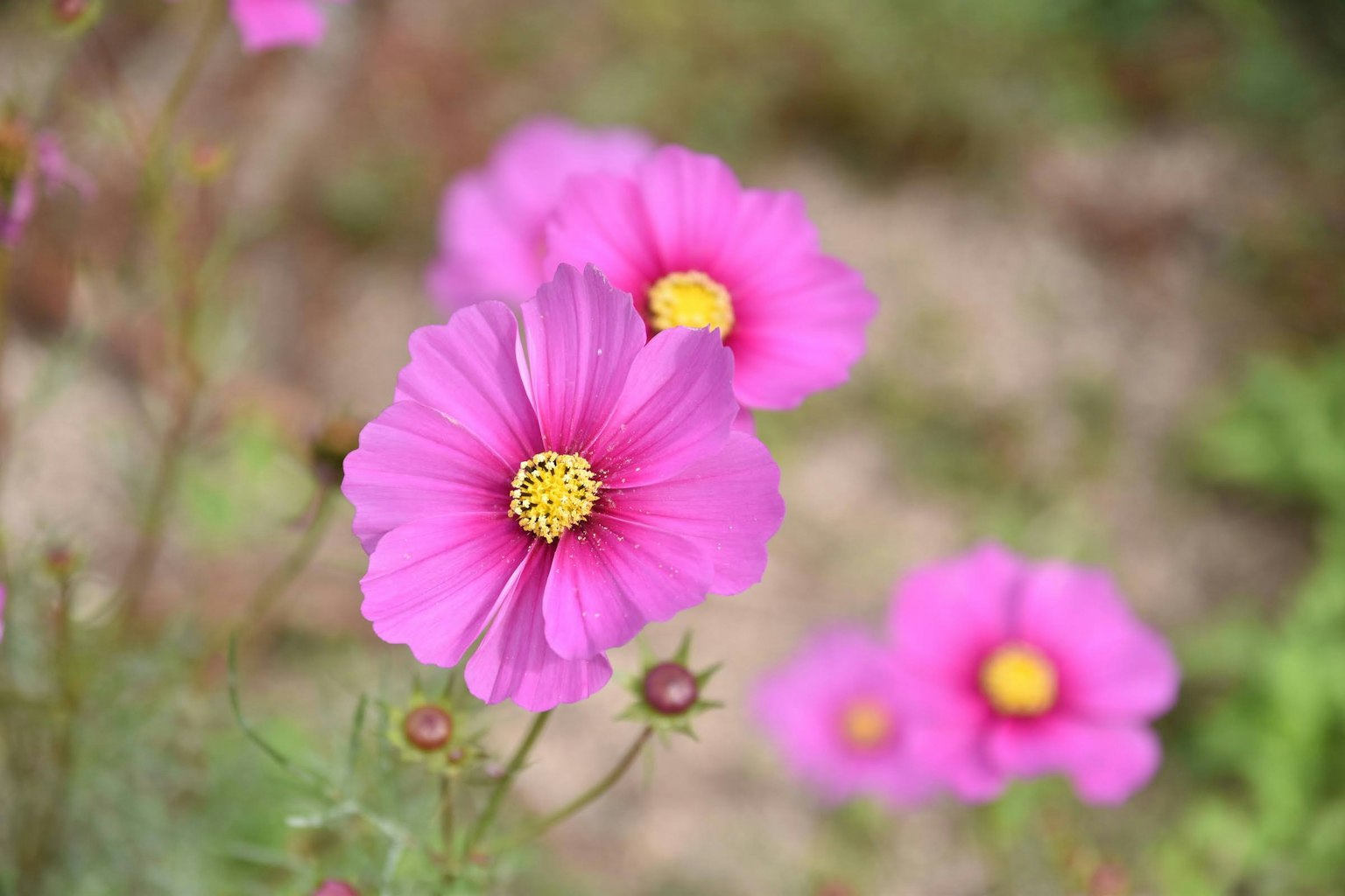 ดอกโคซโมสสีชมพูสดใสที่บาน
