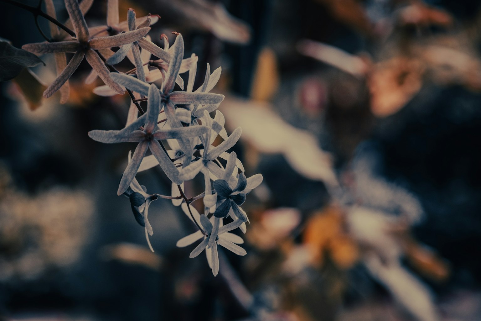 Image de fleurs blanches sur un fond sombre