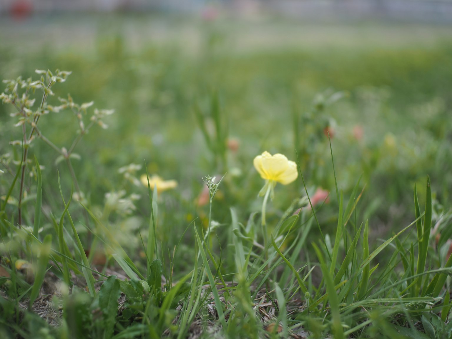 A close-up of a yellow flower blooming in a green grassy field