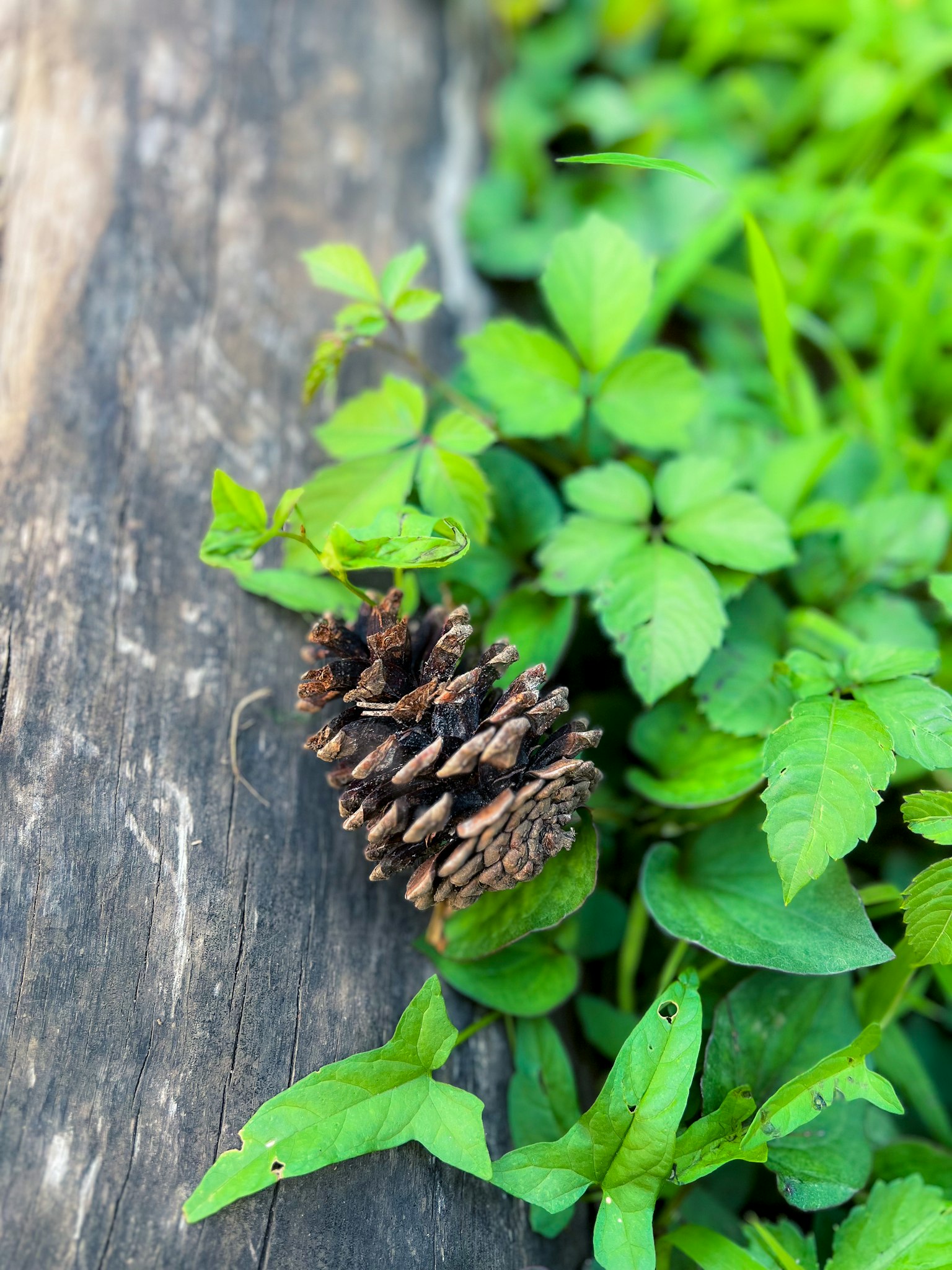 Close-up of a pine cone resting among green leaves and wooden surface