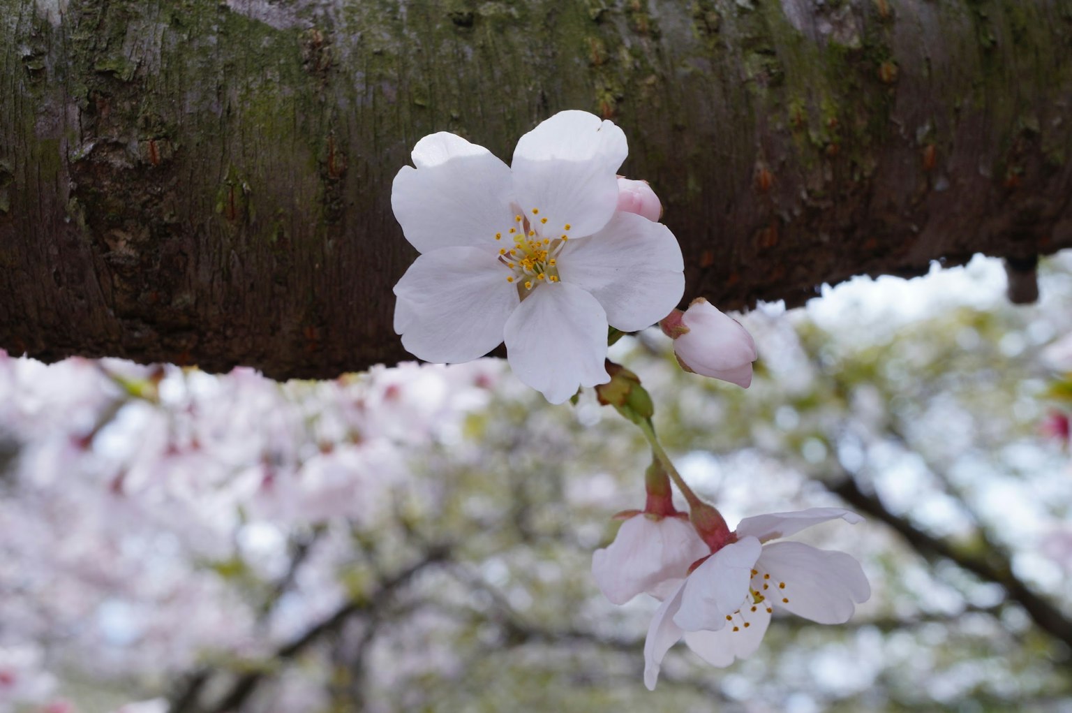 Primo piano di fiori di ciliegio con sfondo sfocato di alberi di ciliegio