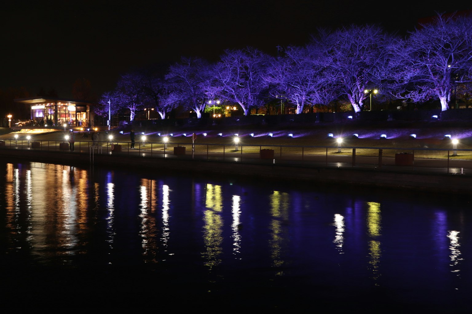 Vue nocturne d'arbres illuminés en violet et de reflets sur la rivière