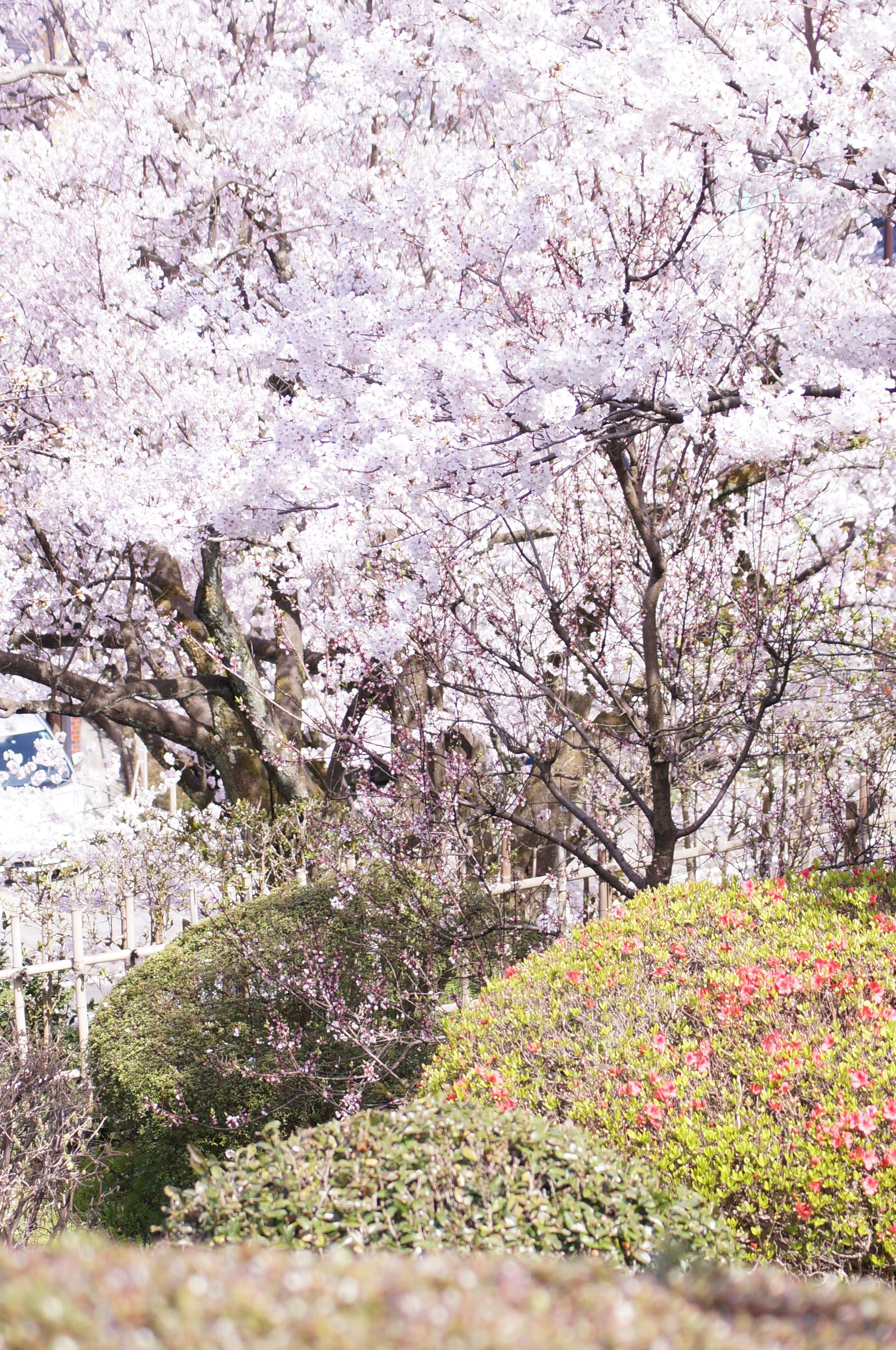 桜の花が咲く並木と春の庭の景色