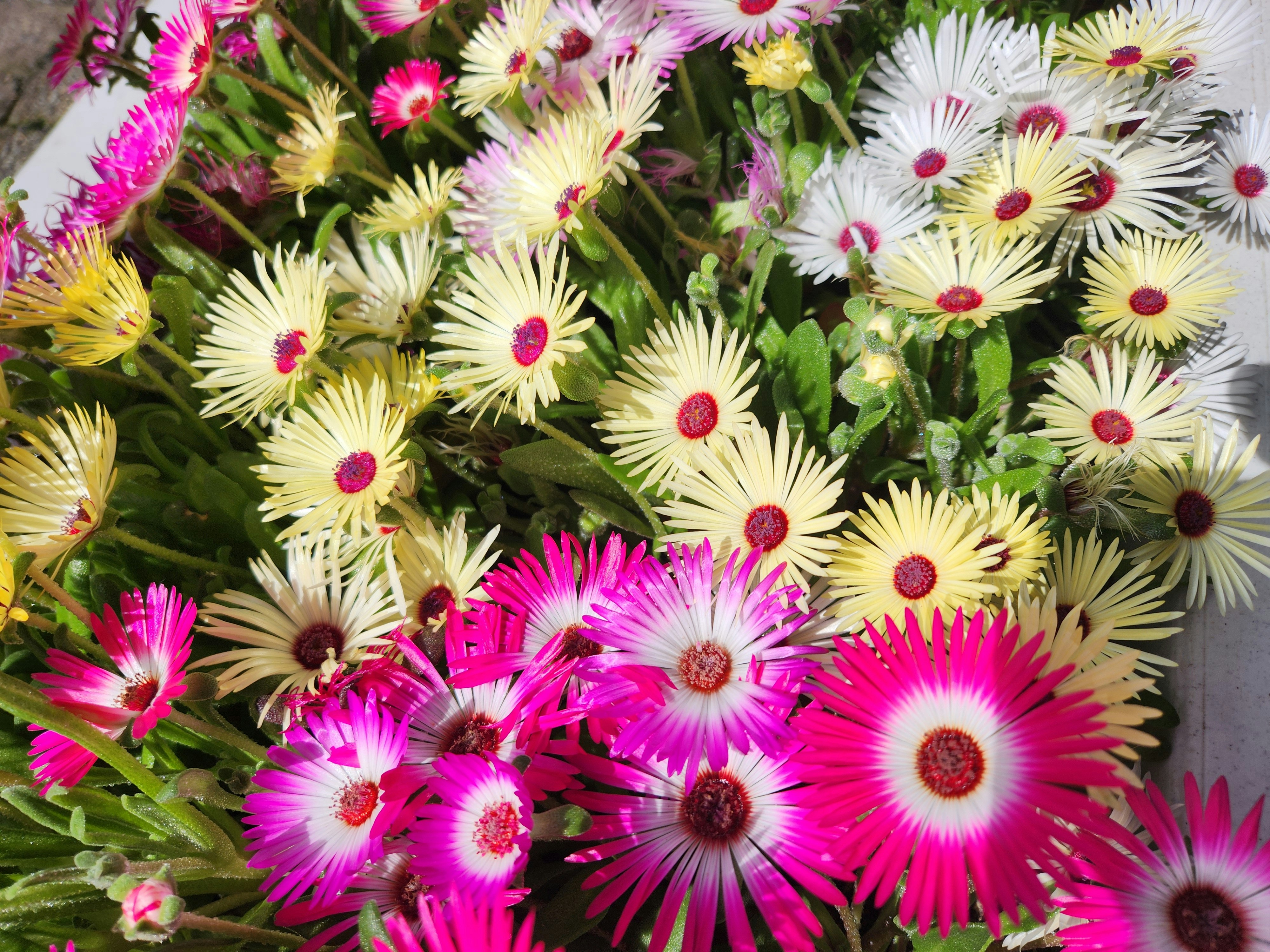ピンクと白のマツバギクが咲く花壇の春の景色