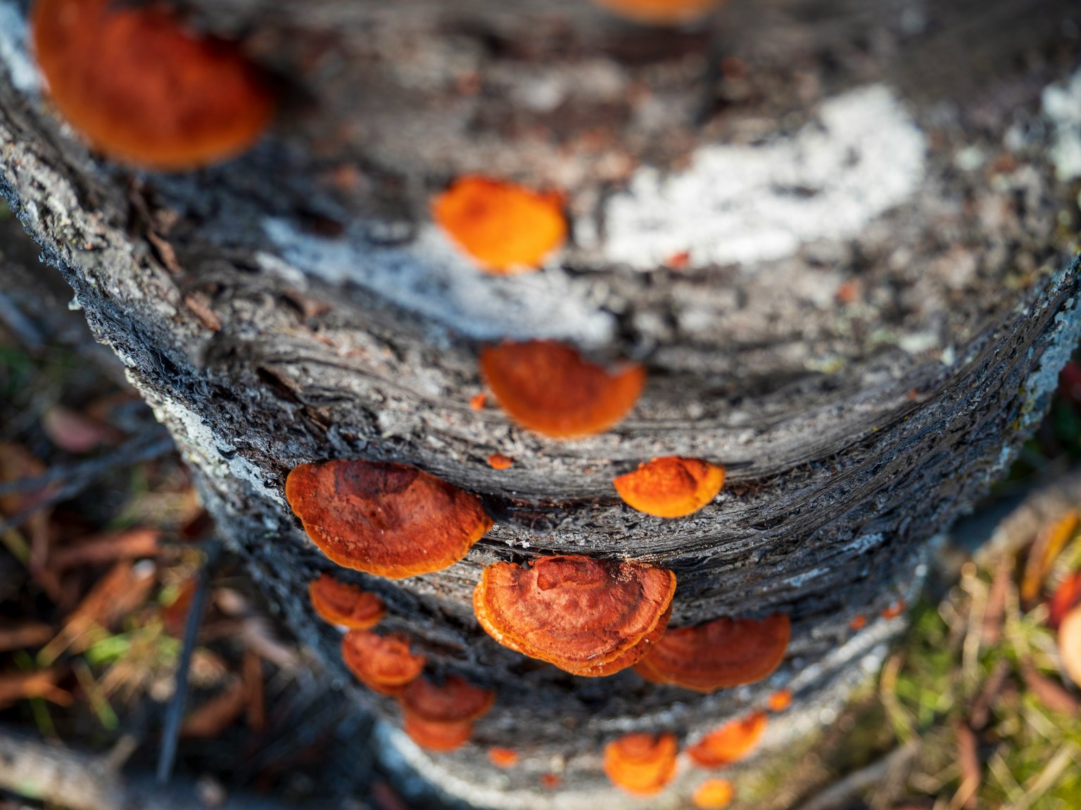 Grupo de hongos naranjas creciendo en un tronco de árbol
