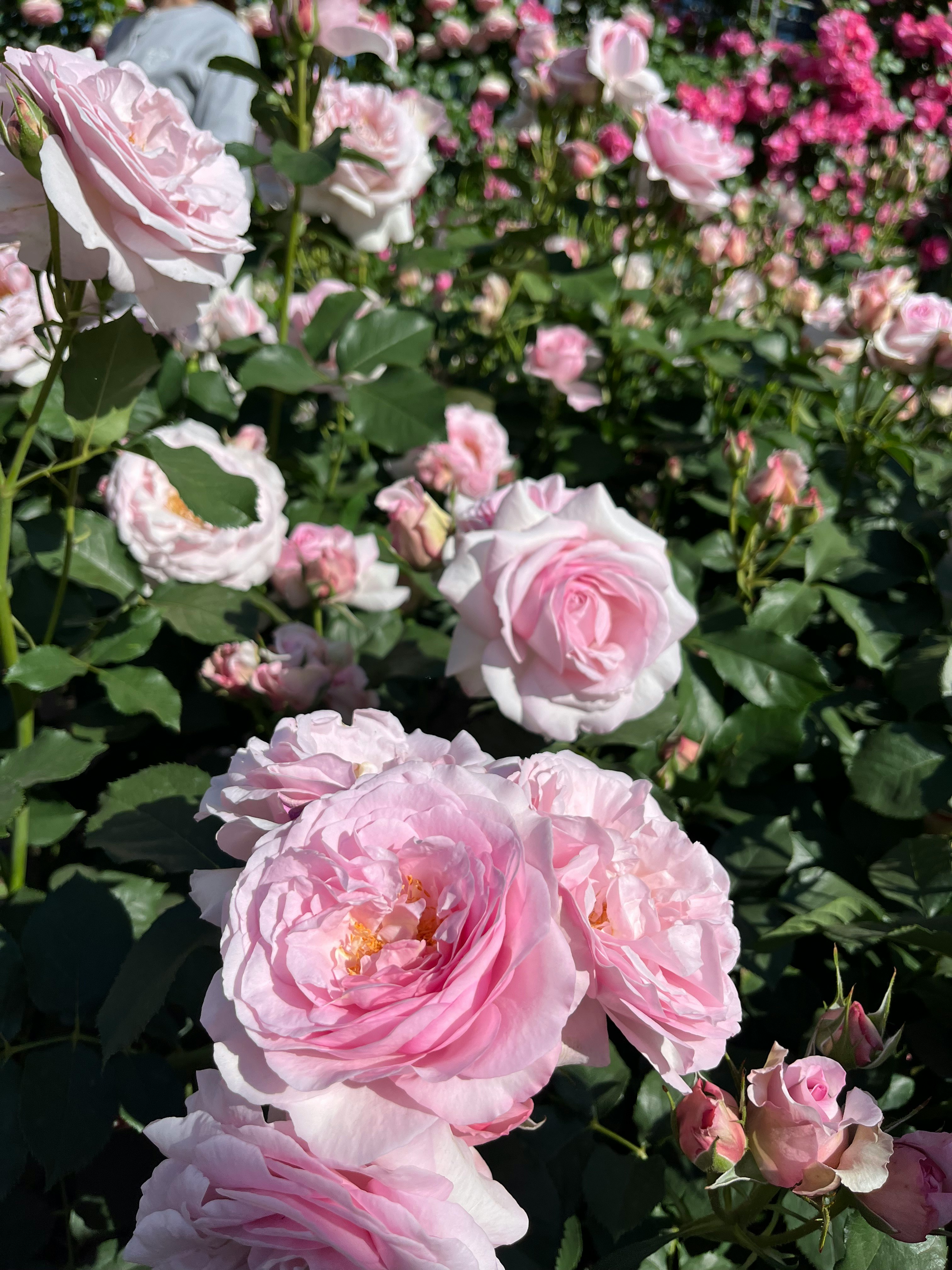 ピンクのバラとつぼみが咲き誇る花畑のクローズアップ
