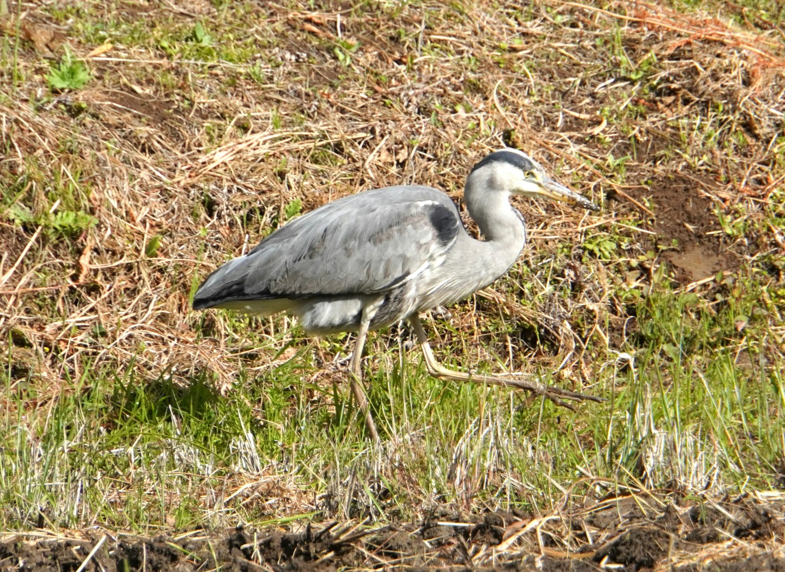 Un héron gris marchant sur un terrain herbeux