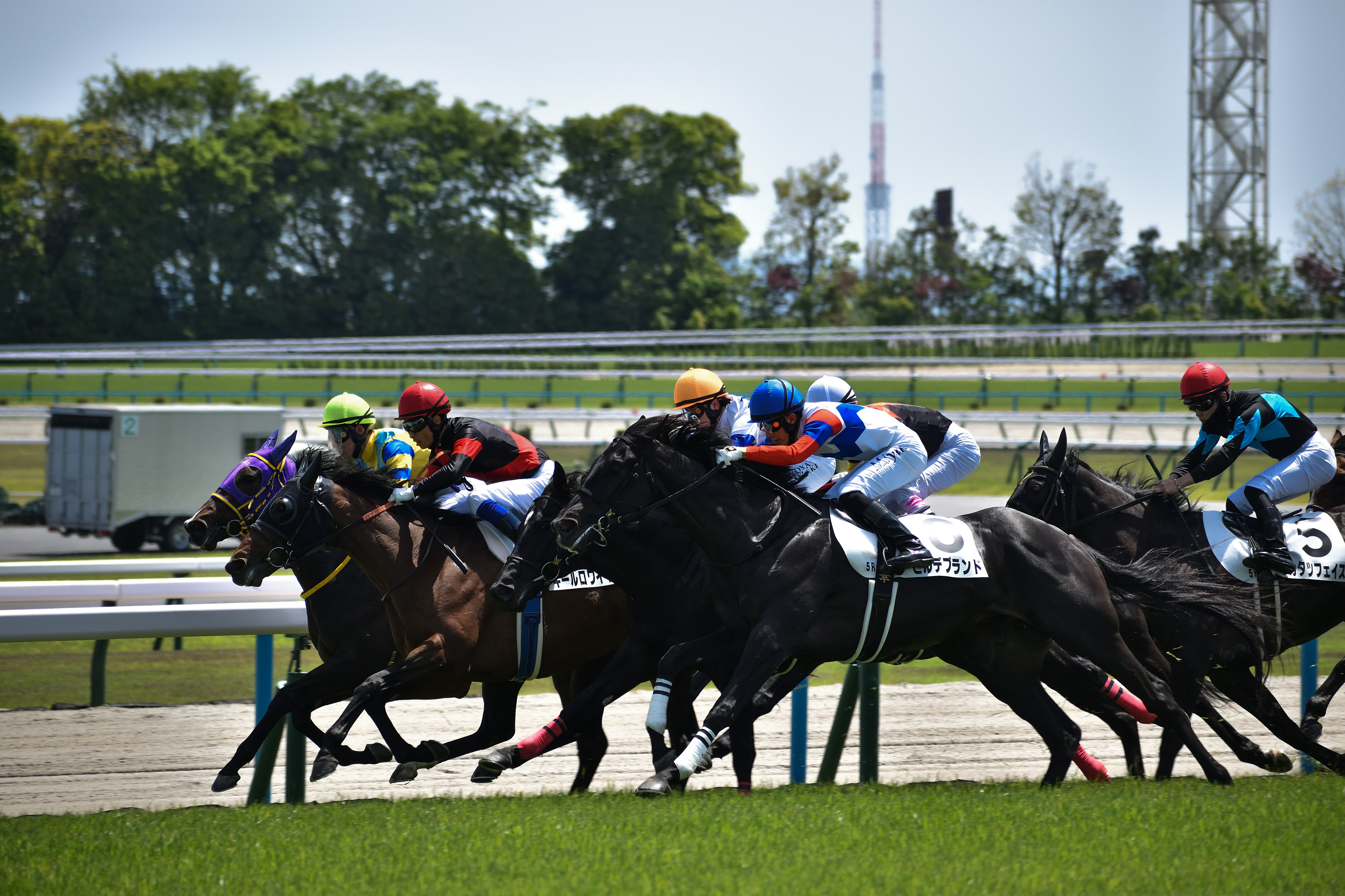 京都競馬場のスタート直前の競走馬と騎手たち