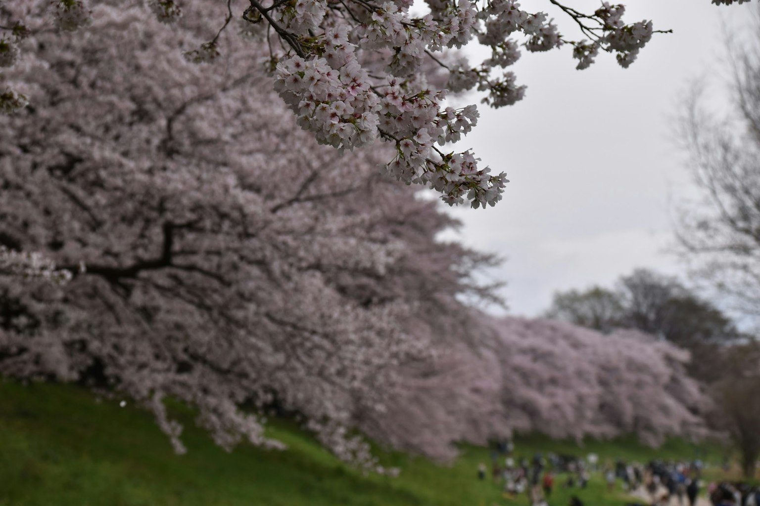 Pemandangan indah pohon sakura di taman dengan orang-orang berjalan