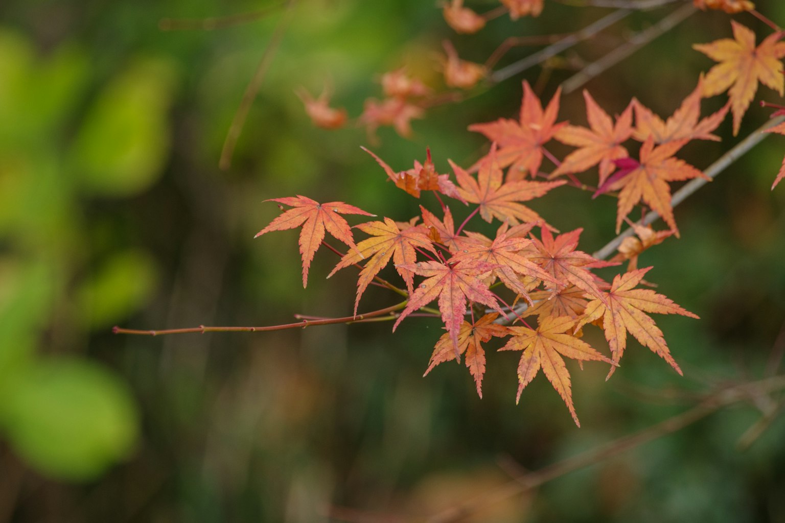Colorful maple leaves on a branch