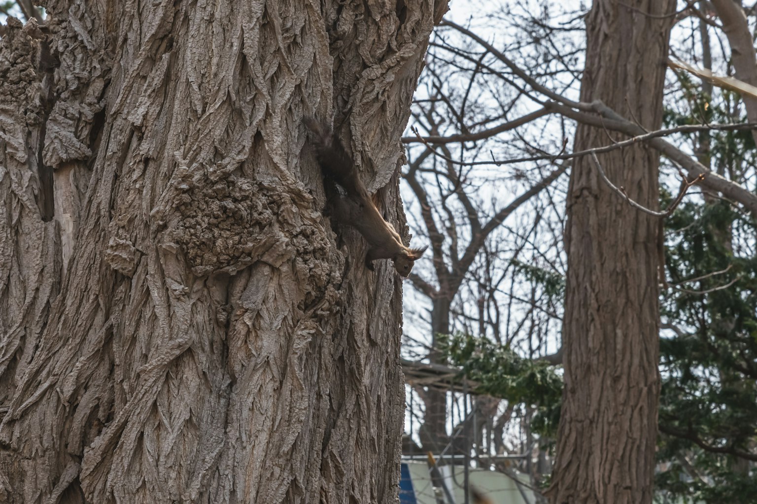Animal visible on the trunk of a tree