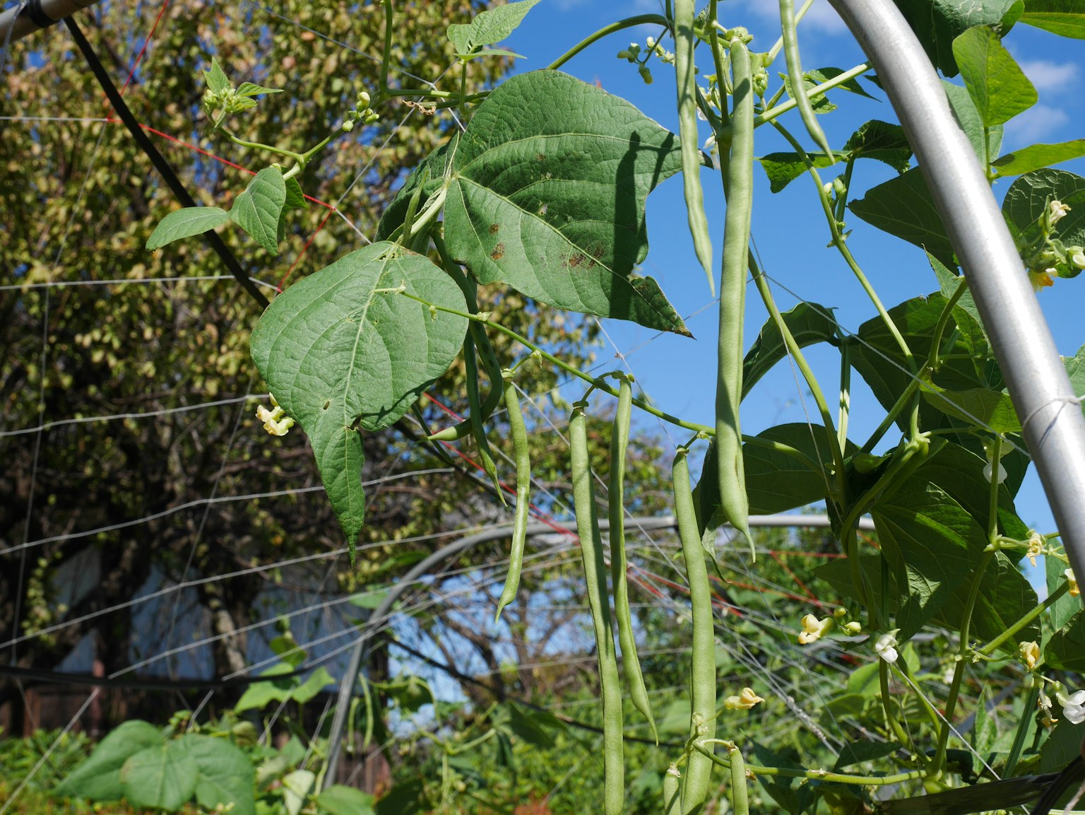 花园场景，绿色豆植物与豆荚在蓝天背景下