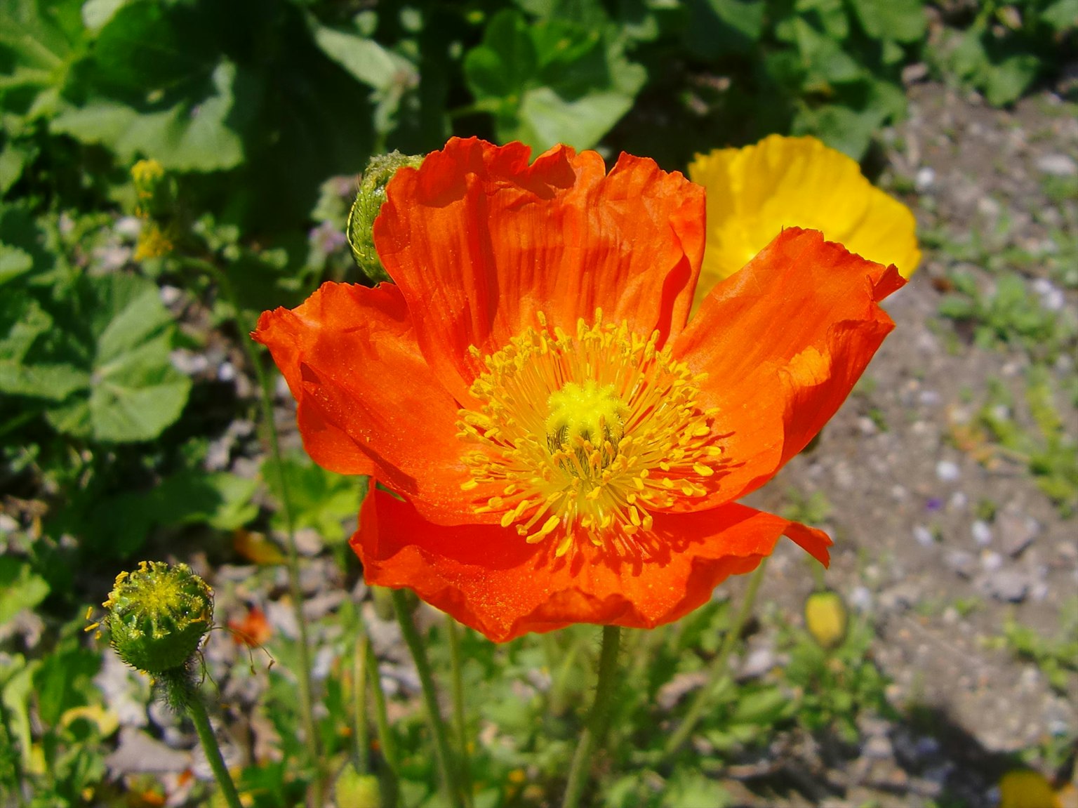 Fleur de coquelicot orange vif au centre avec des feuilles vertes autour