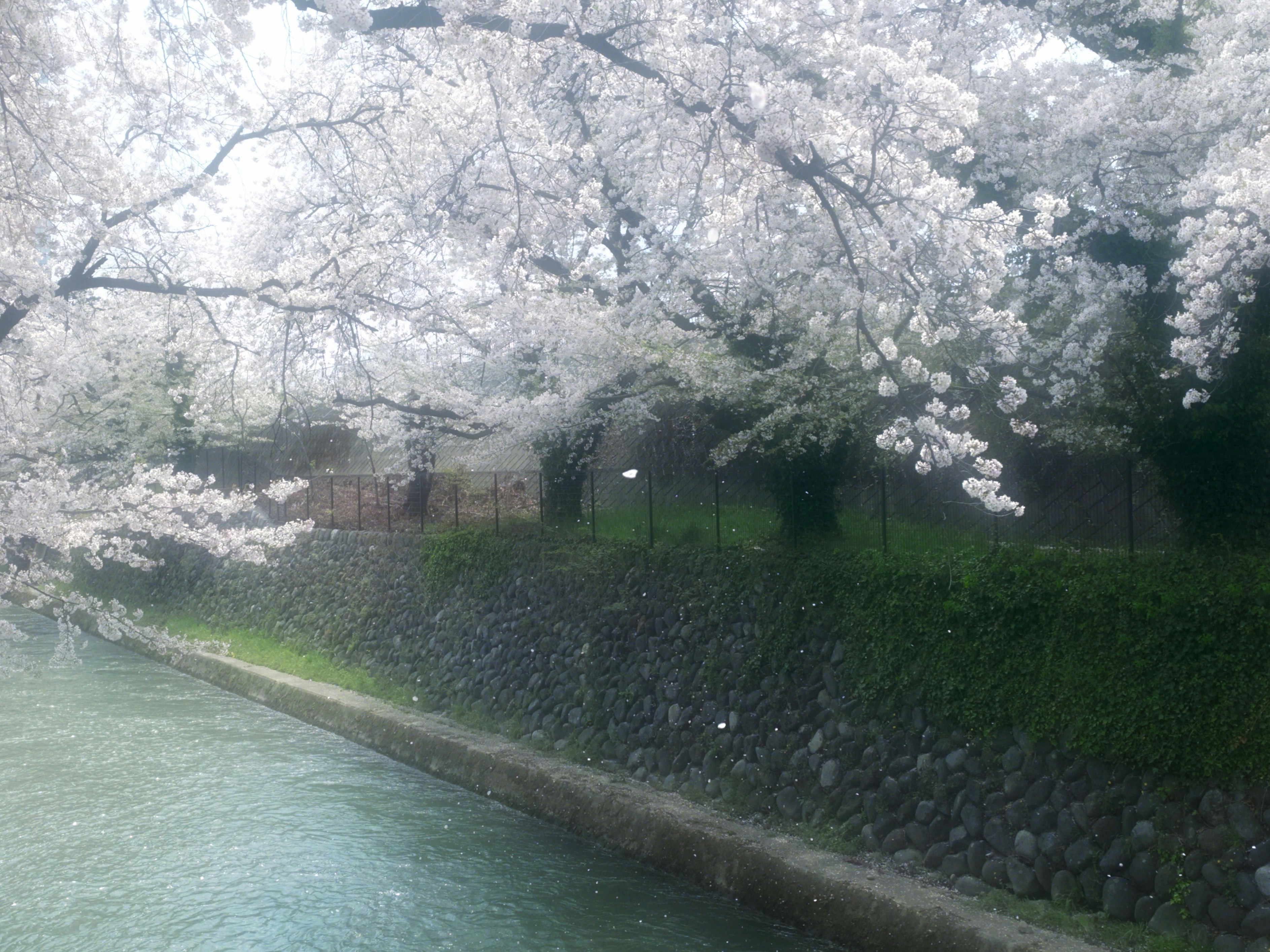 桜の並木と川沿いの遊歩道