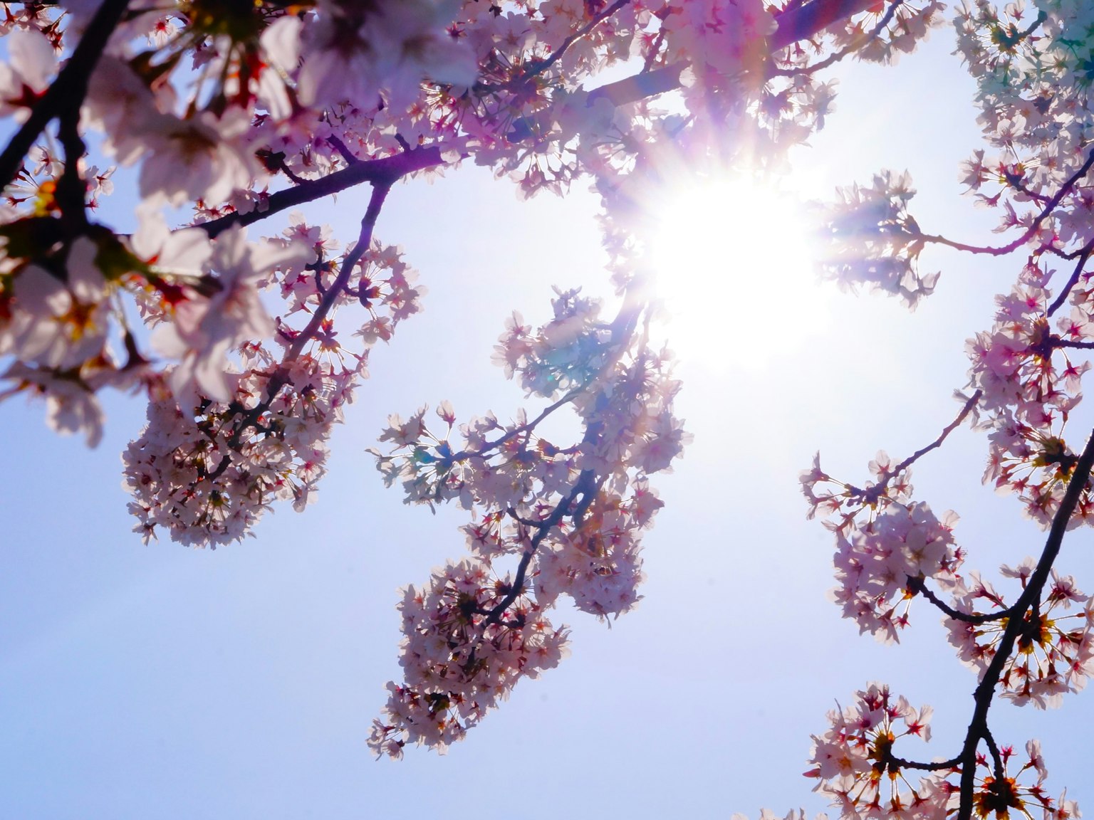 Fleurs de cerisier contre un ciel bleu éclatant avec lumière du soleil
