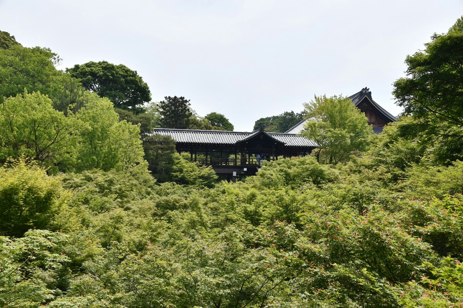 一座被郁郁葱葱的树木环绕的传统日本建筑