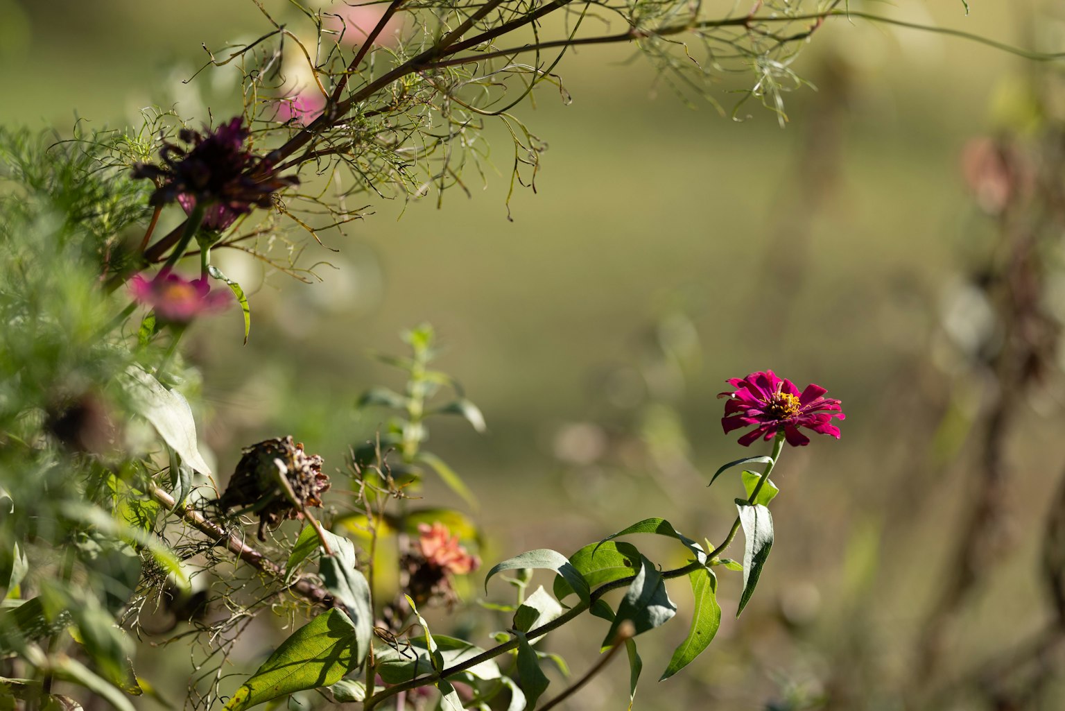 Colorful flowers blooming in a natural setting
