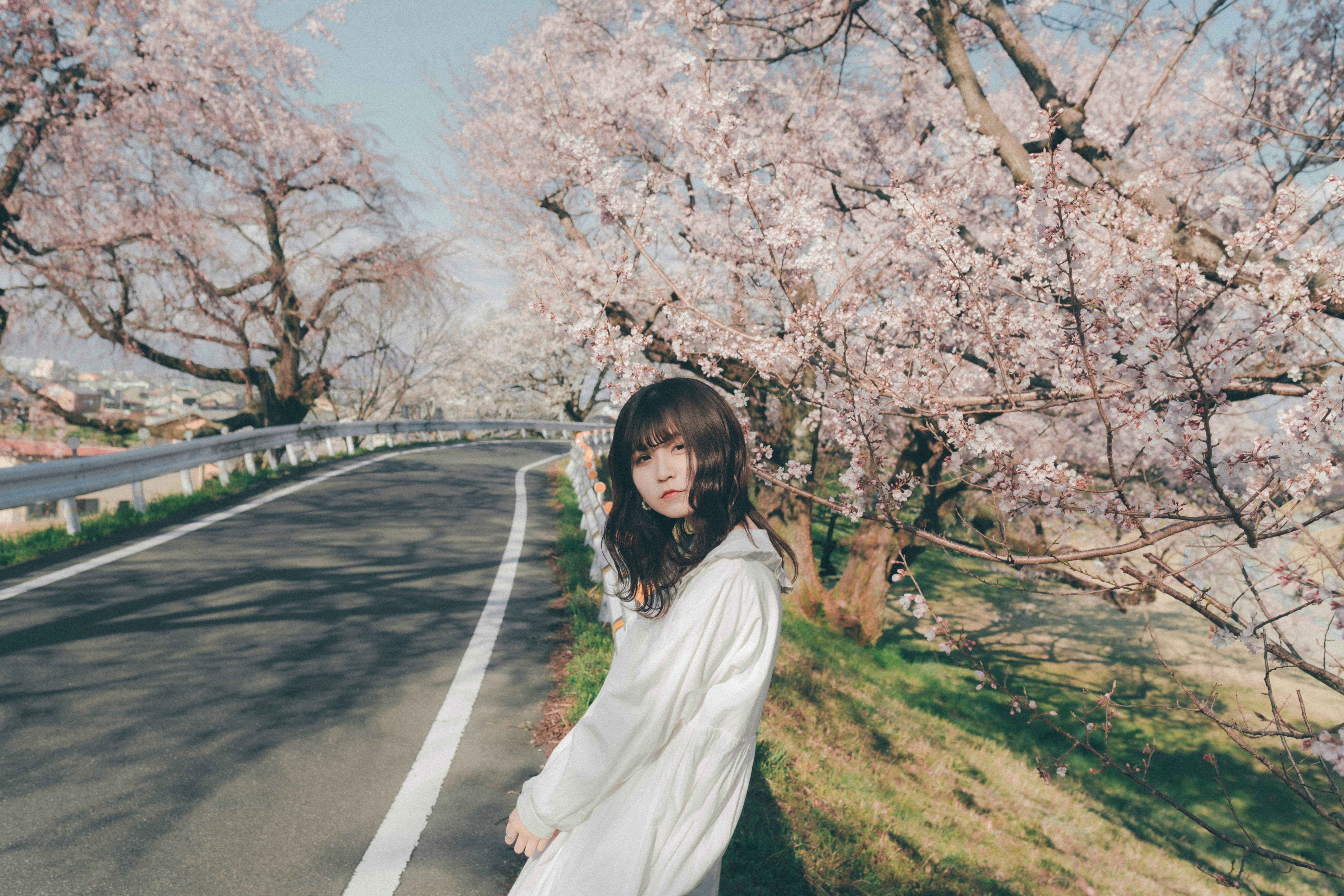 桜並木の続くカーブ道を歩く女性