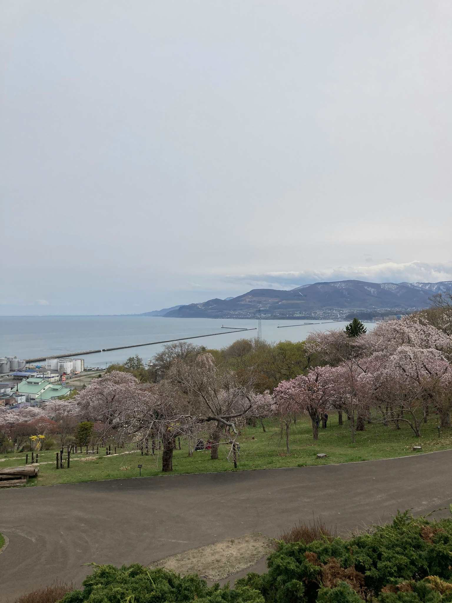 Vista panoramica di alberi di ciliegio in un parco con vista sul mare