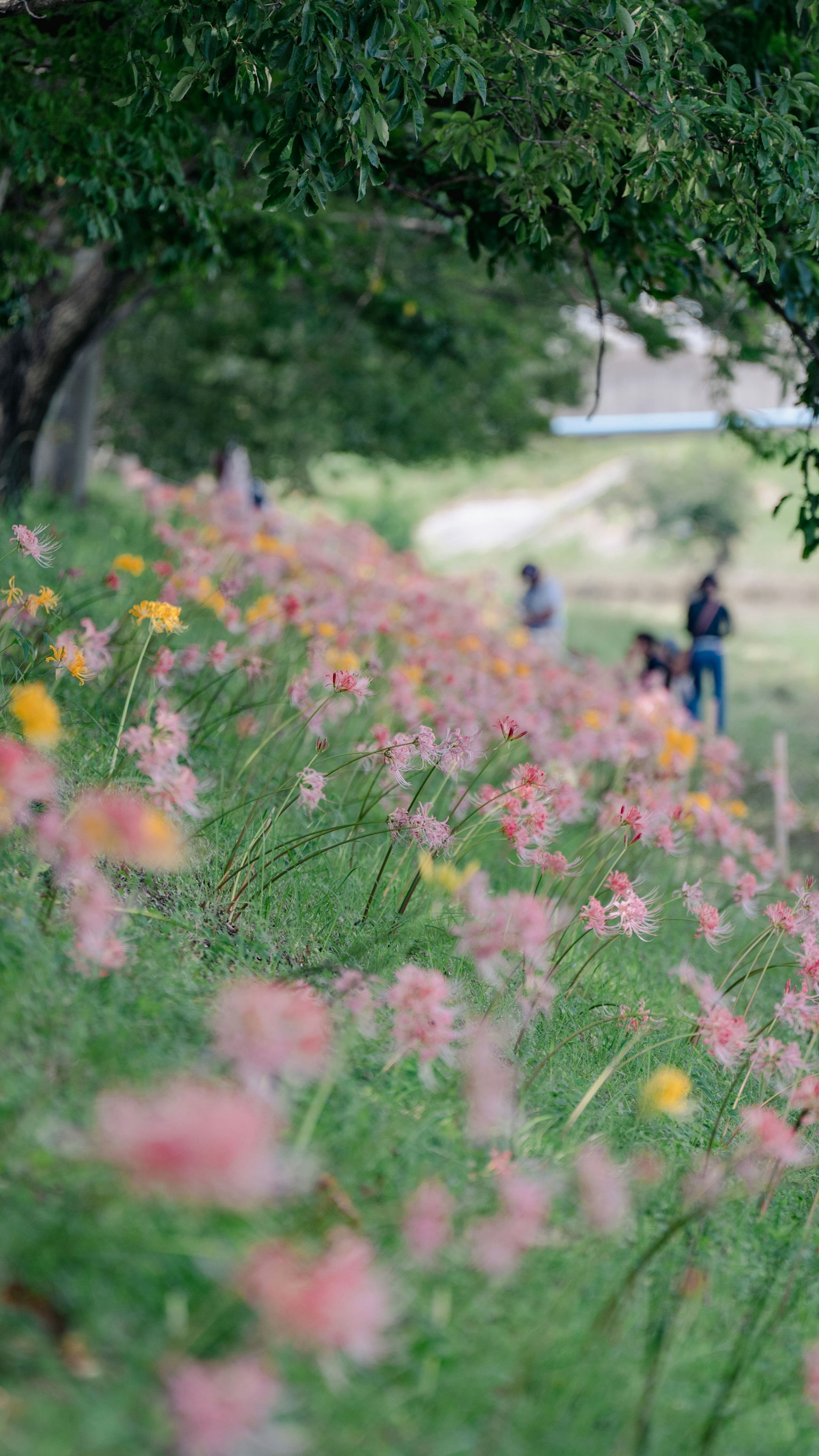 Chemin bordé de fleurs colorées et de personnes marchant à l'arrière-plan