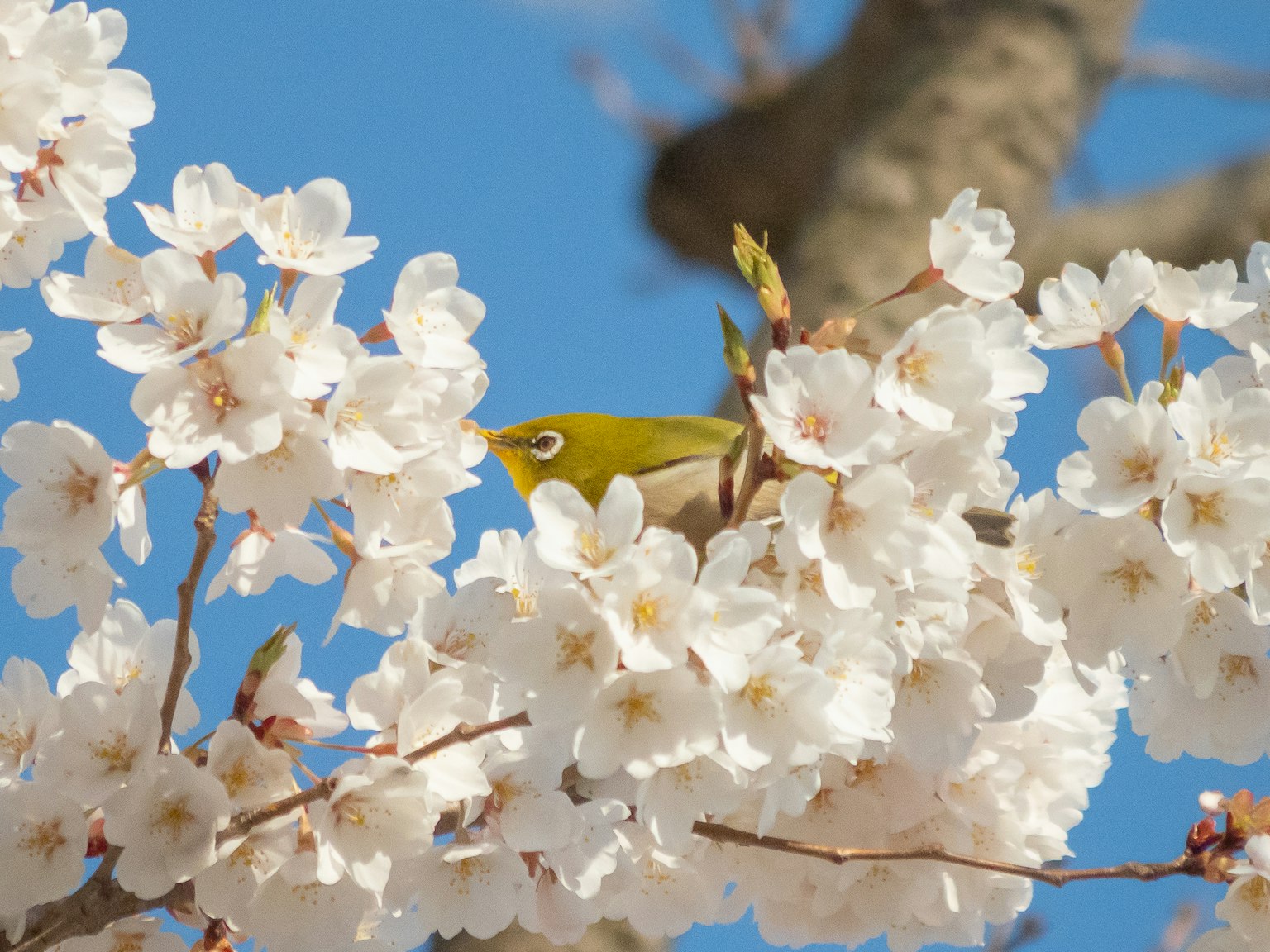 Un oiseau yeux blancs japonais blotti parmi des fleurs de cerisier avec un ciel bleu en arrière-plan