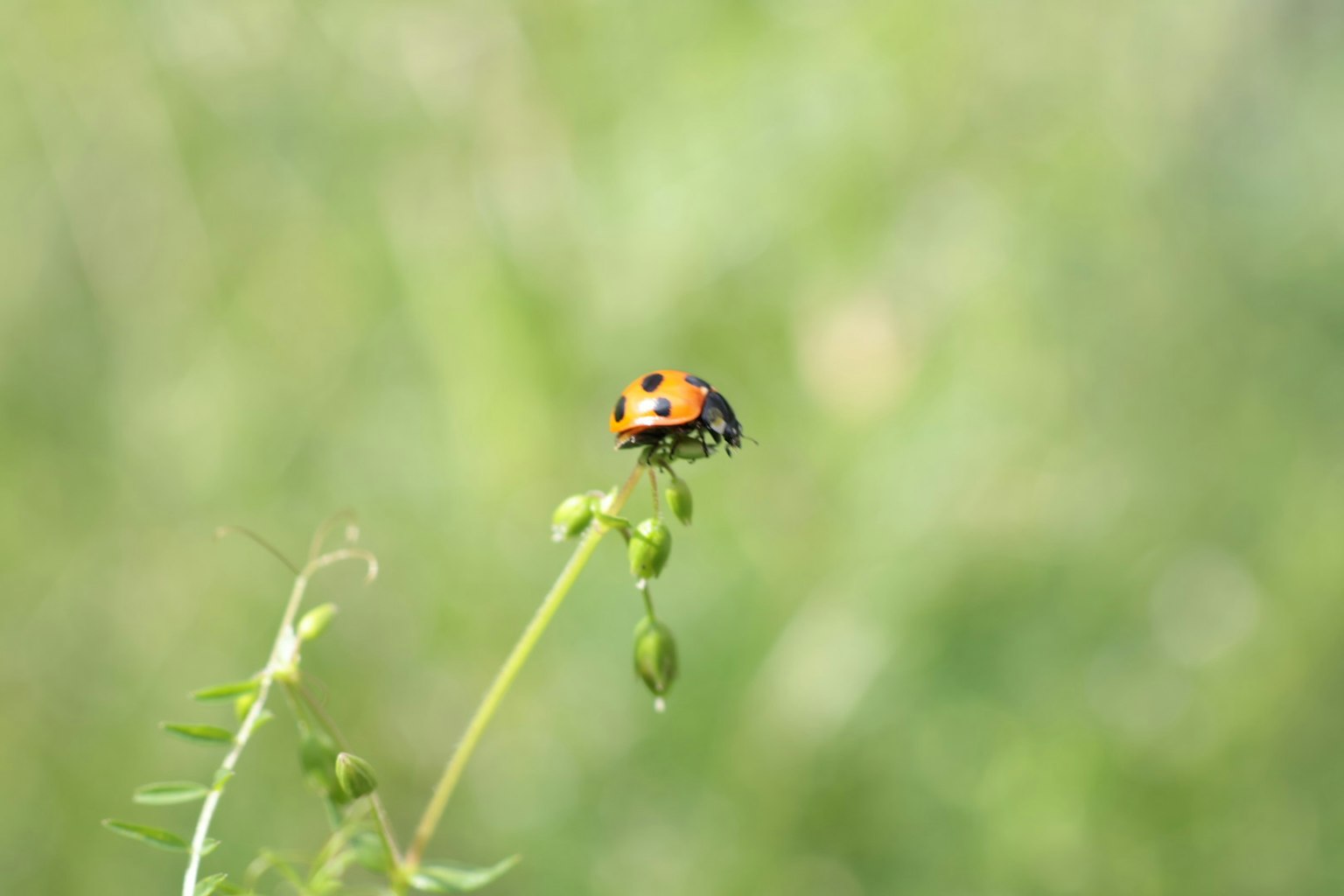 Ladybug perched on a small plant against a green background