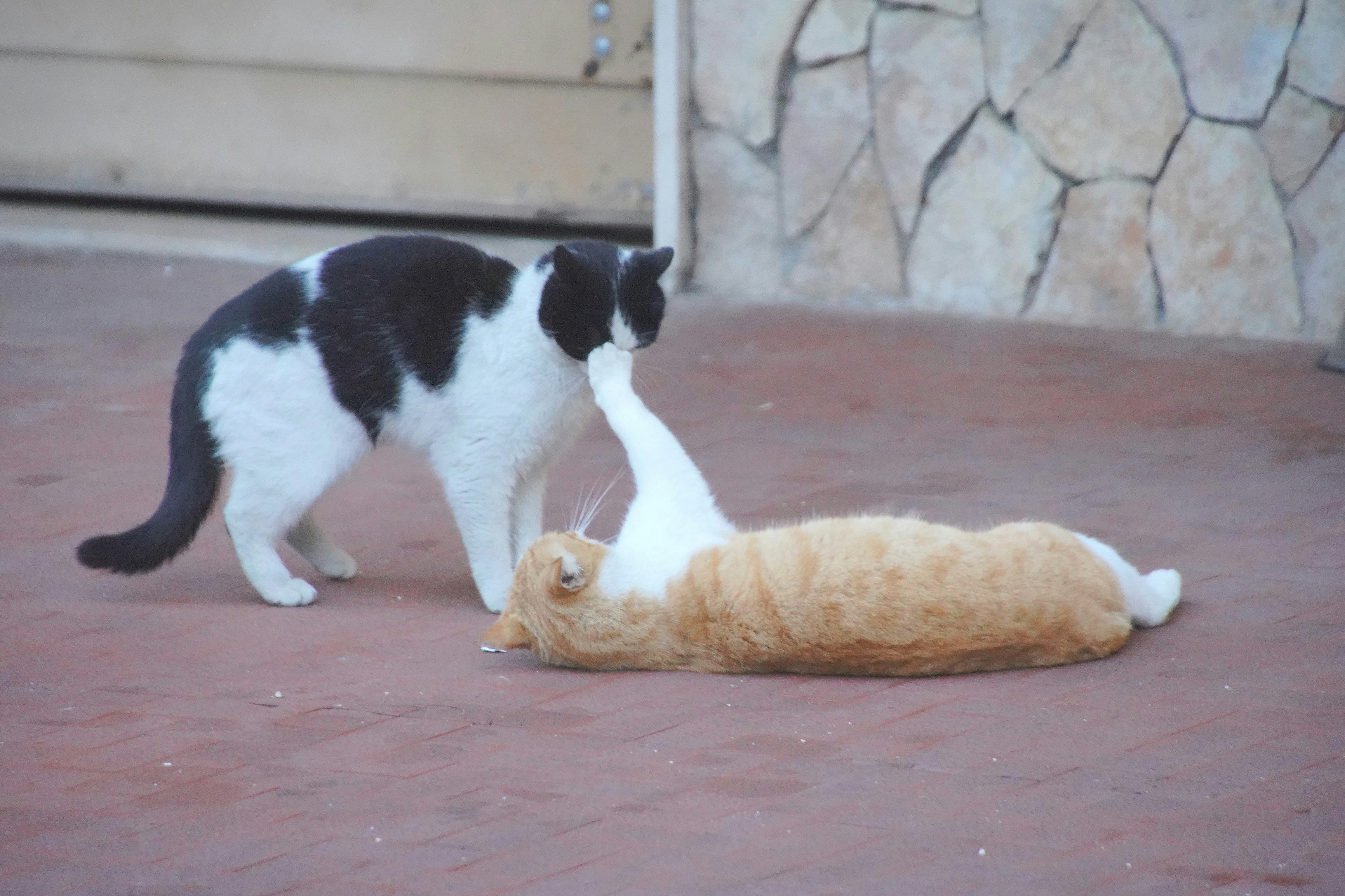 床に横たわる子犬とぬいぐるみ