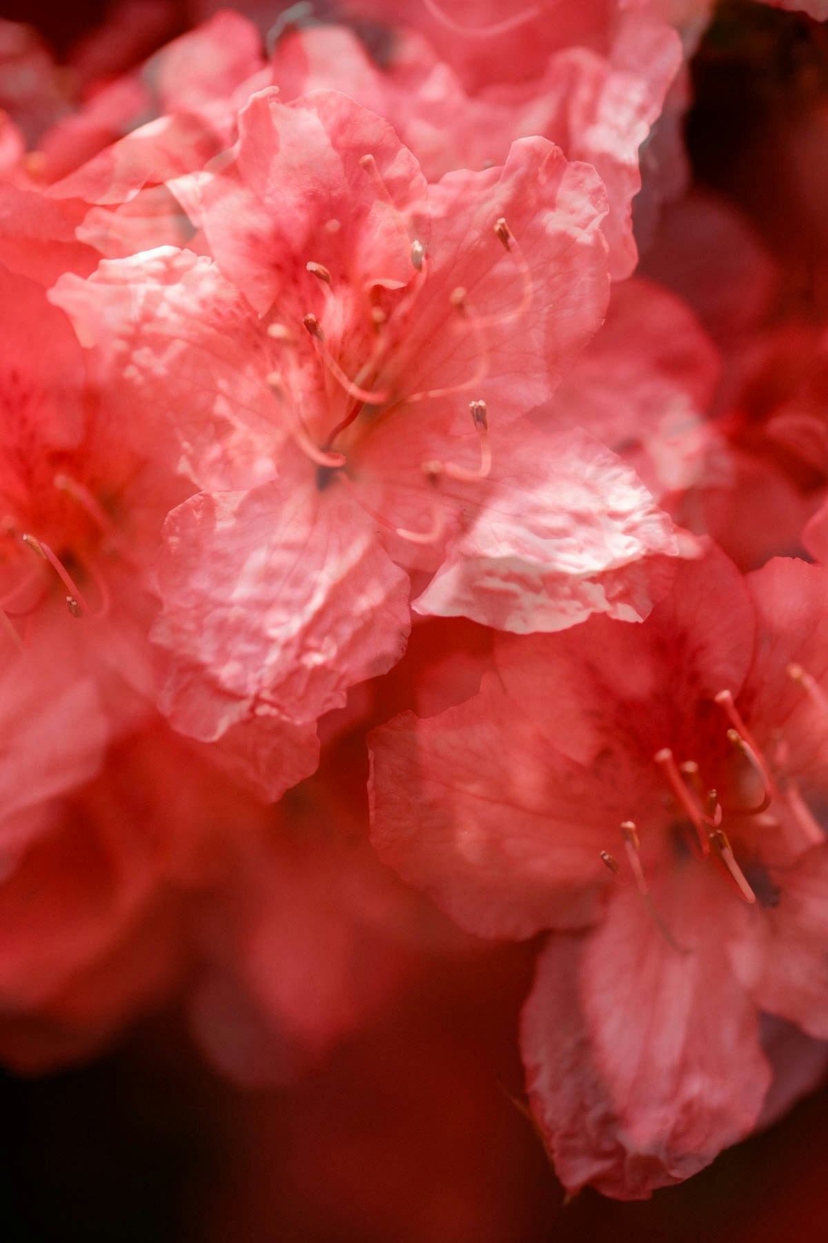 ピンクの花びらが重なる花のクローズアップ