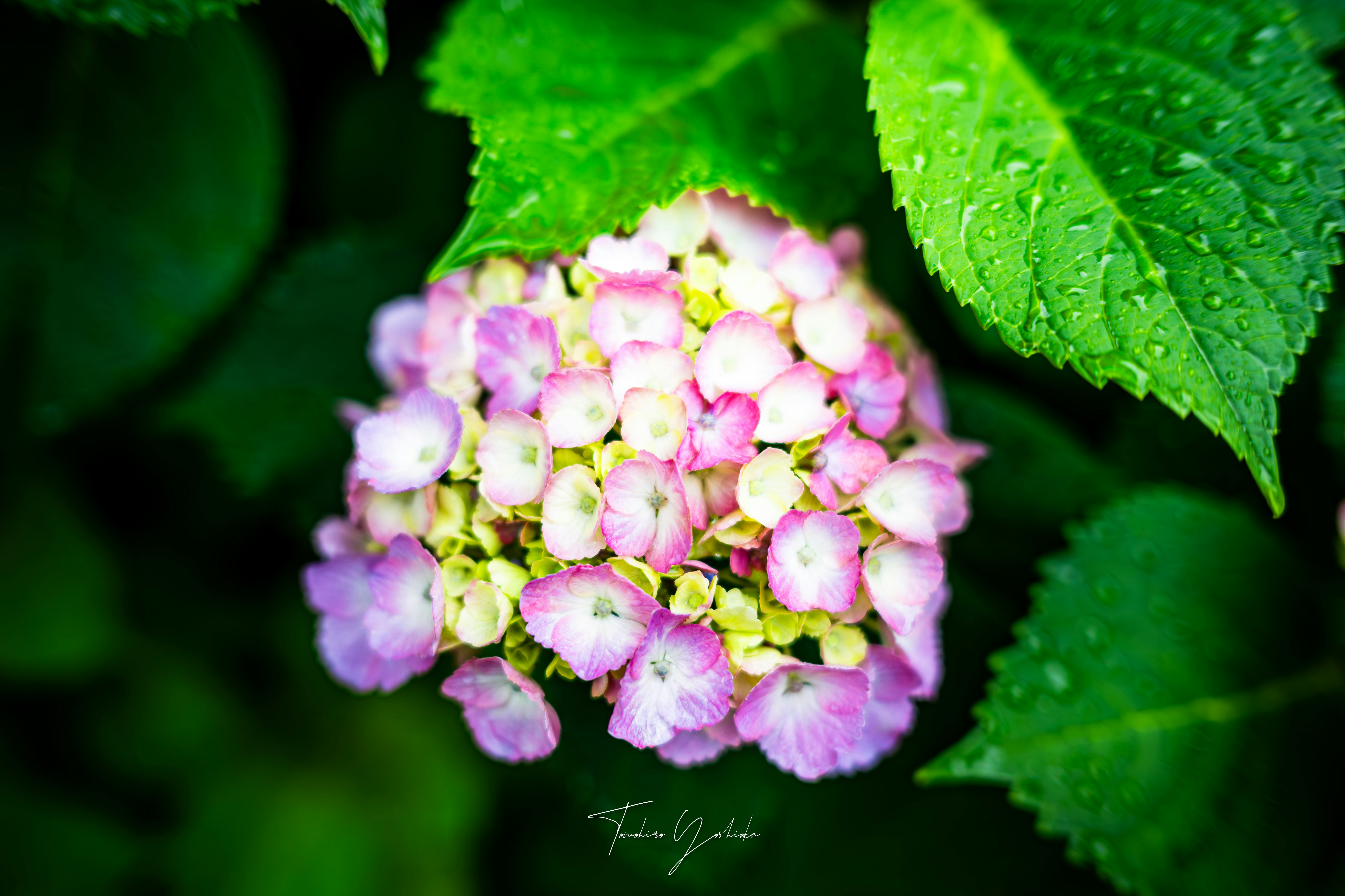 雨粒のついたアジサイの花と葉