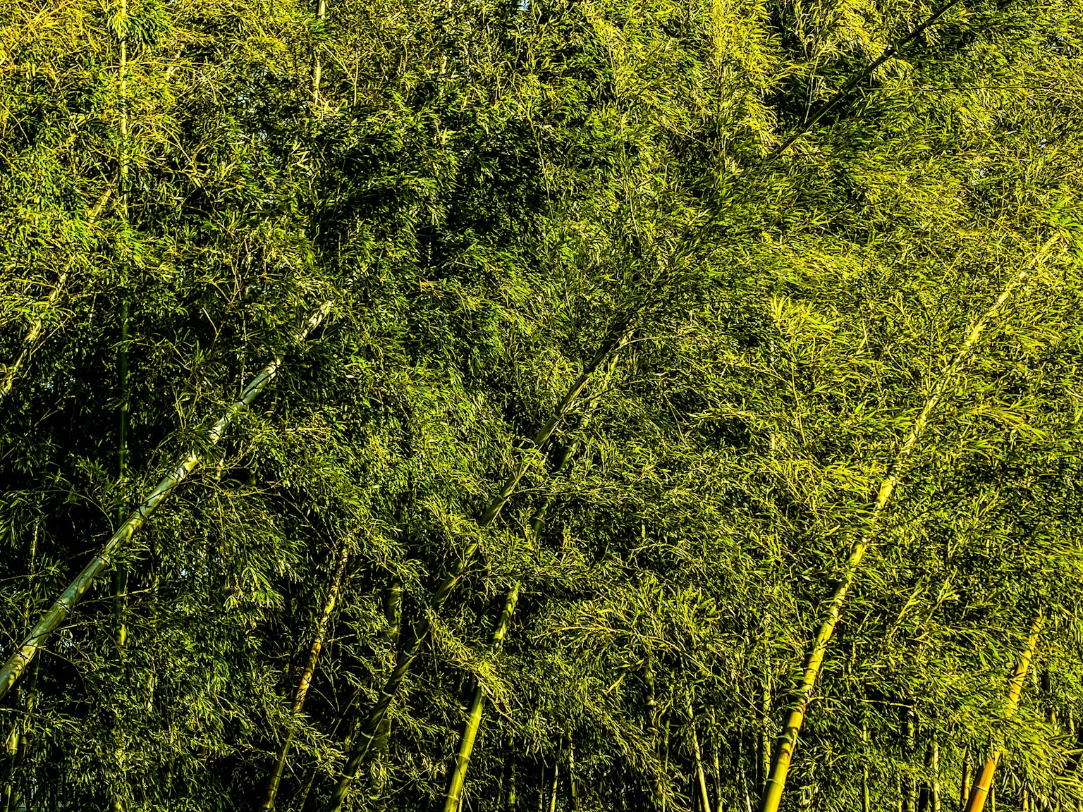 Hutan bambu hijau yang padat dengan daun dan batang yang cerah