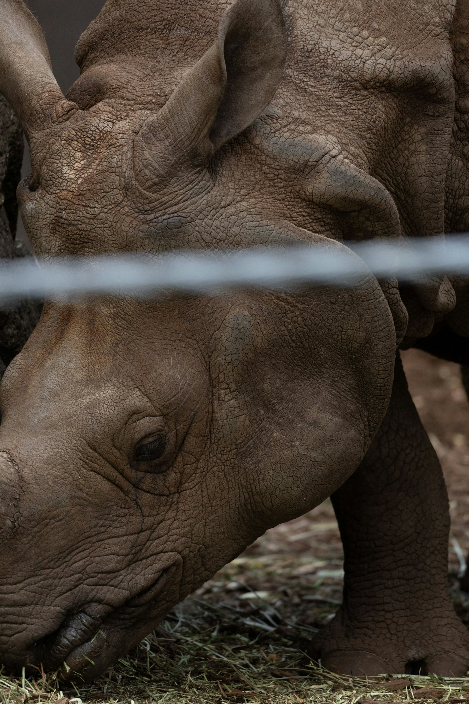 Close-up of a rhinoceros grazing showcasing its sharp horn and unique skin texture