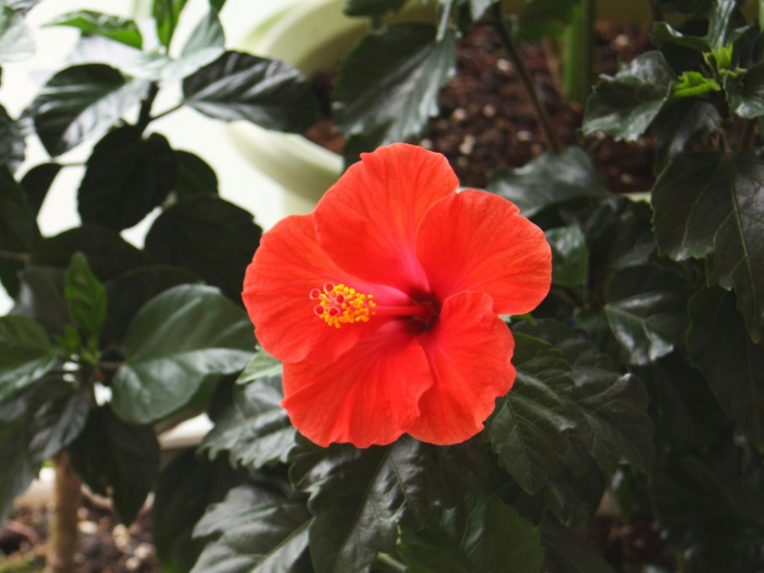 Fiore di ibisco rosso vivace che sboccia tra foglie verdi