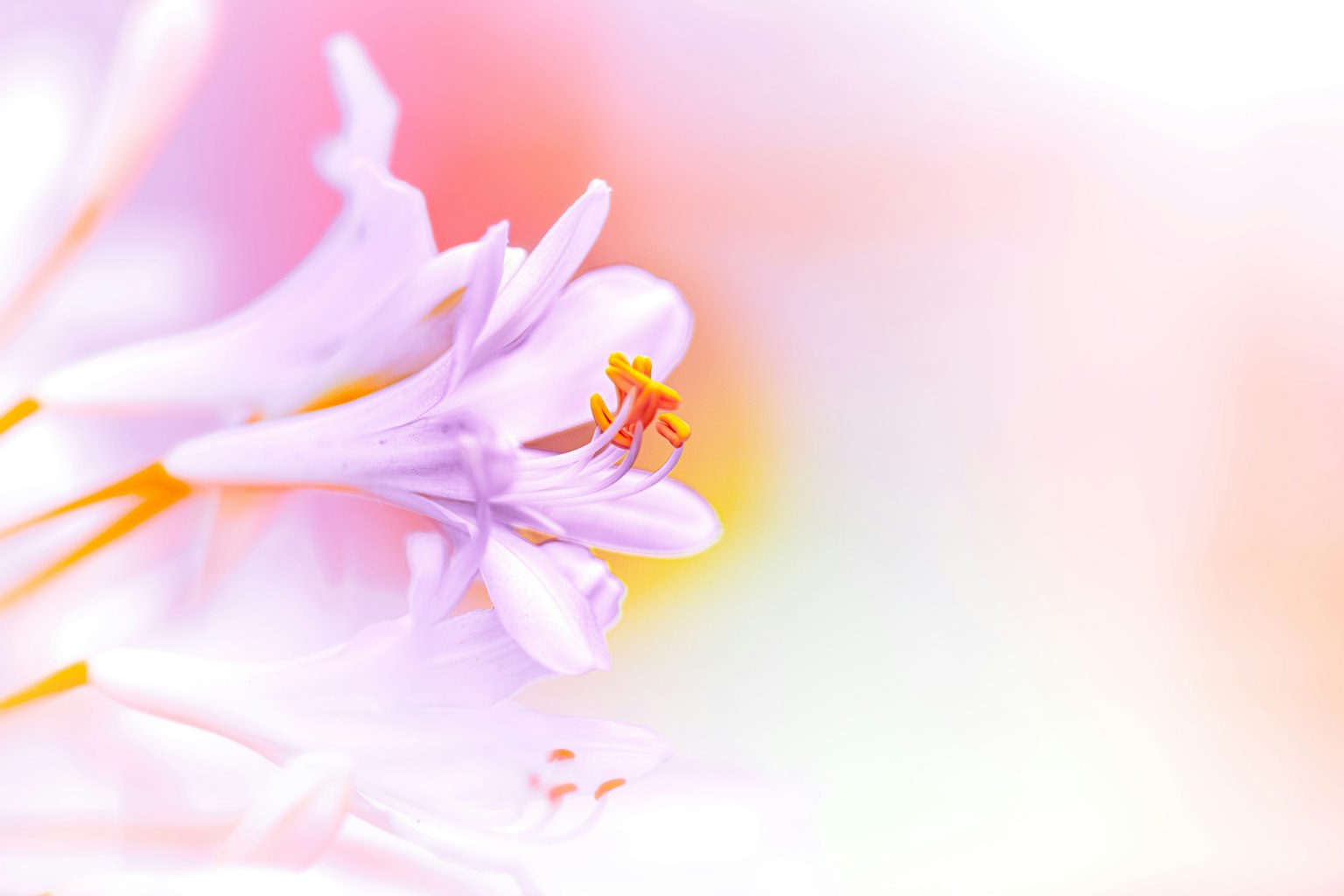 Primo piano di un fiore delicato con tonalità morbide di rosa e bianco