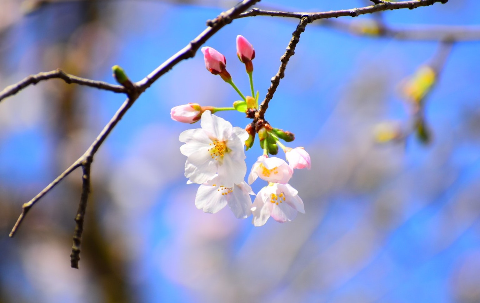 Kirschblüten und Knospen blühen unter einem blauen Himmel