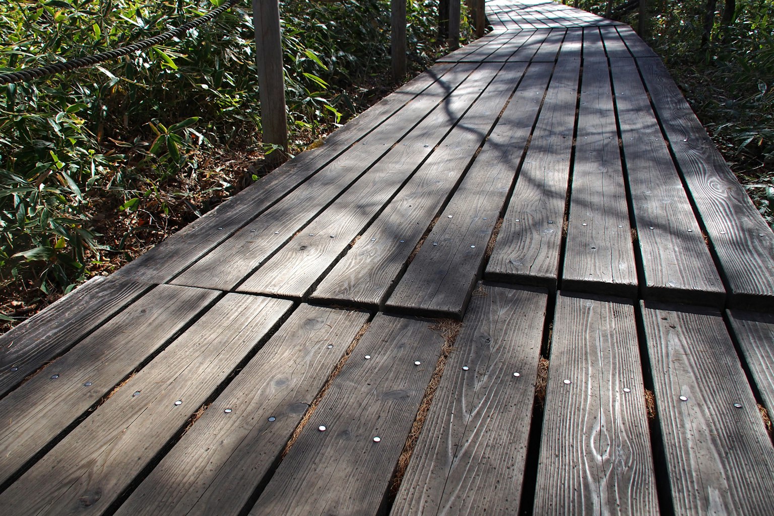 Primo piano di un sentiero in legno circondato da vegetazione