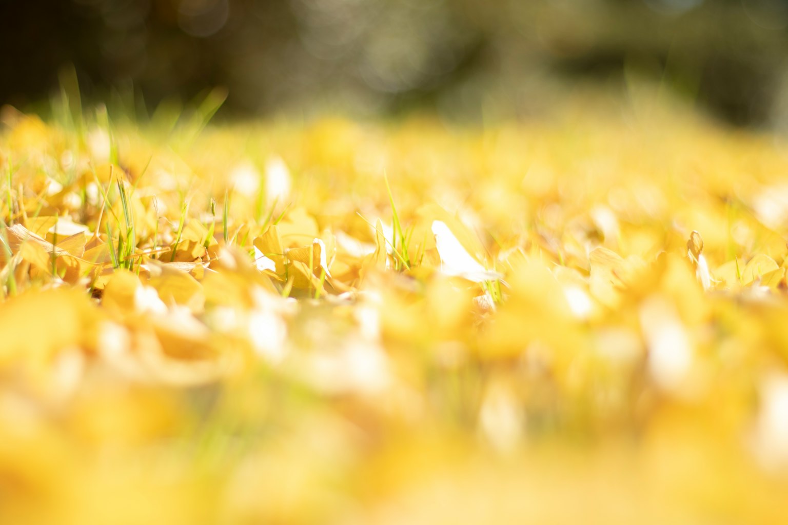 Close-up of a ground covered with yellow fallen leaves