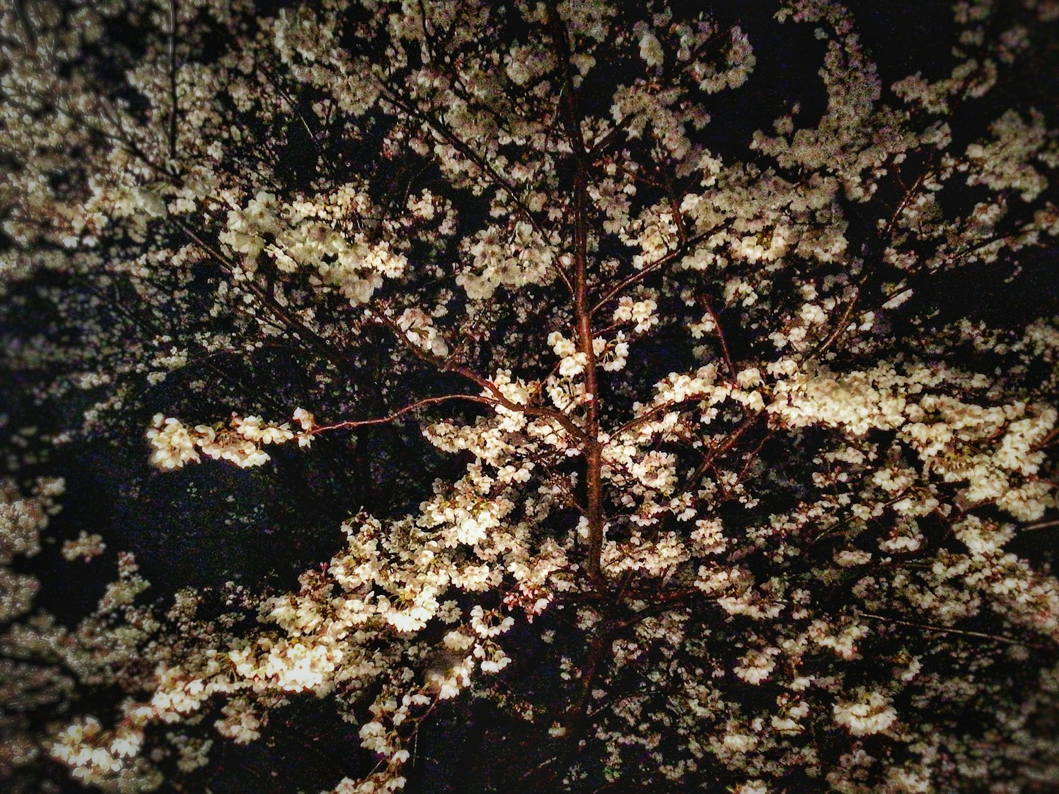 Beautiful pattern of flowering branches with white petals against a dark background