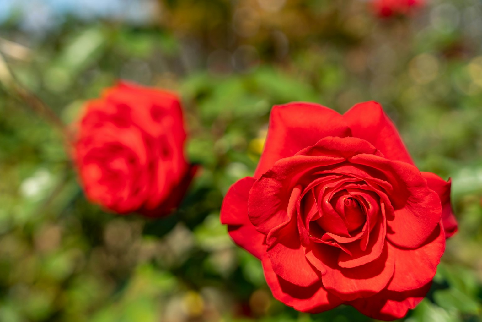 Close-up of vibrant red roses with blurred background