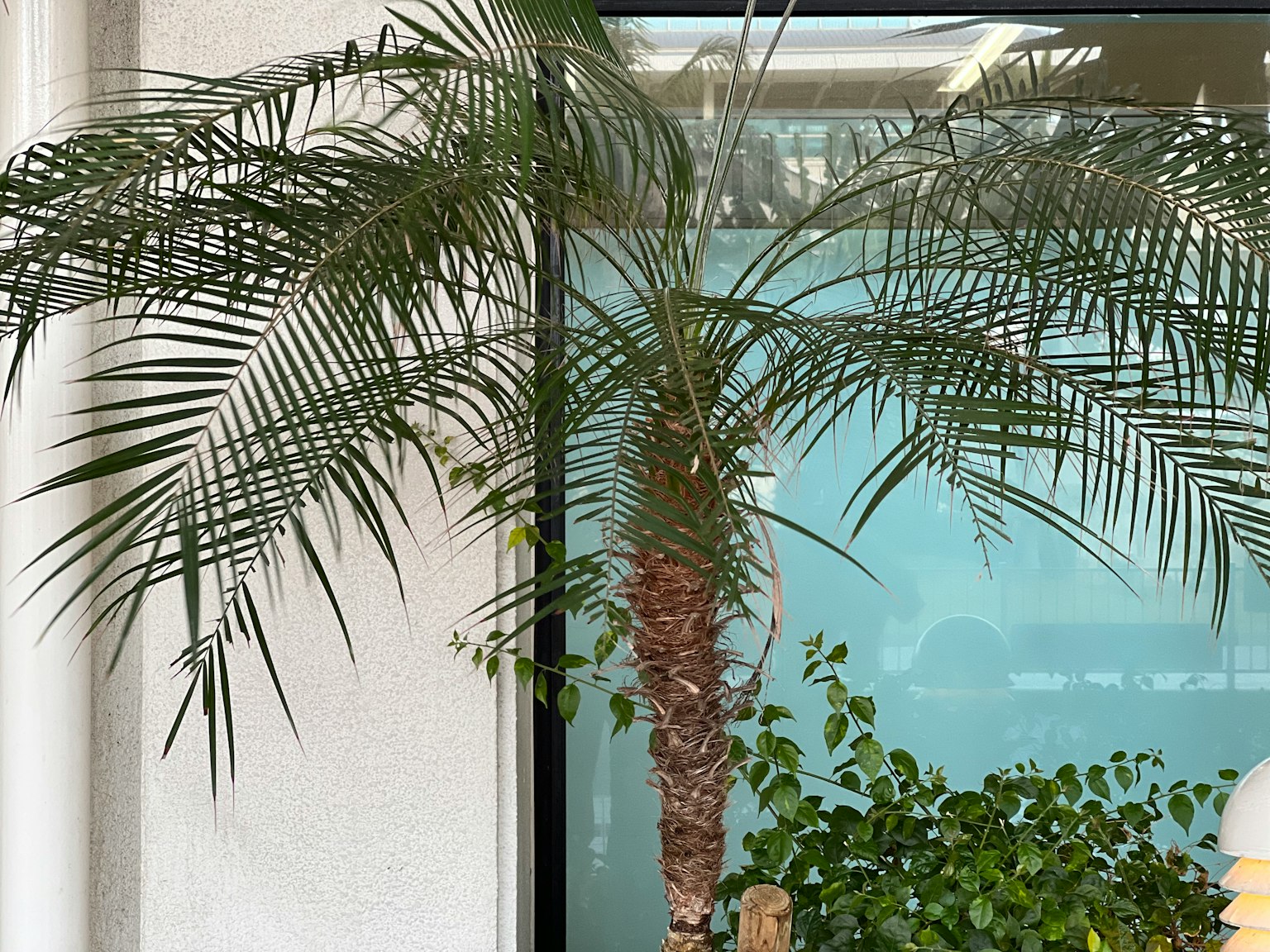 窗边的棕榈树和绿色植物