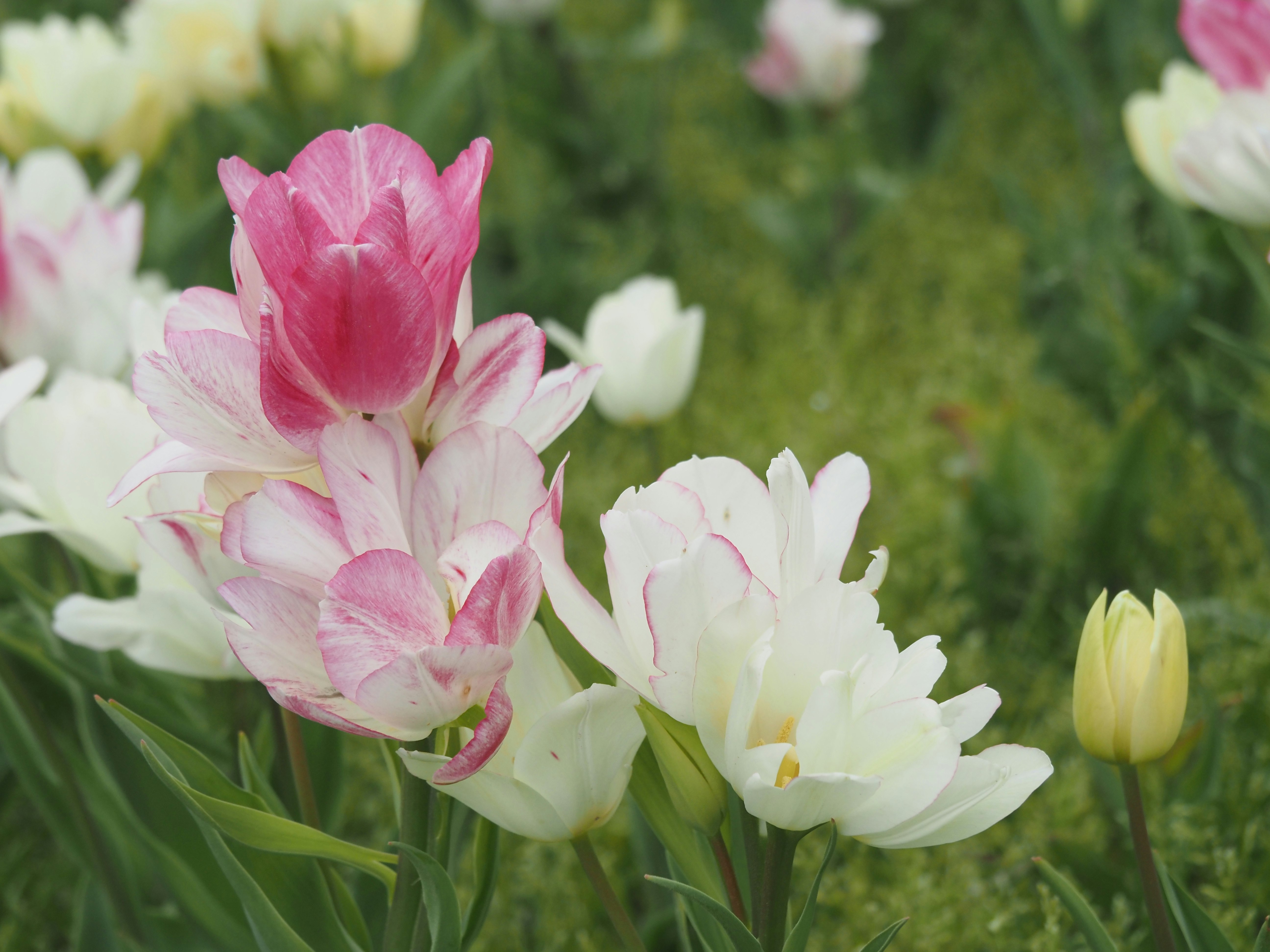 Rosa-weiße Tulpen blühen in einem Blumenfeld