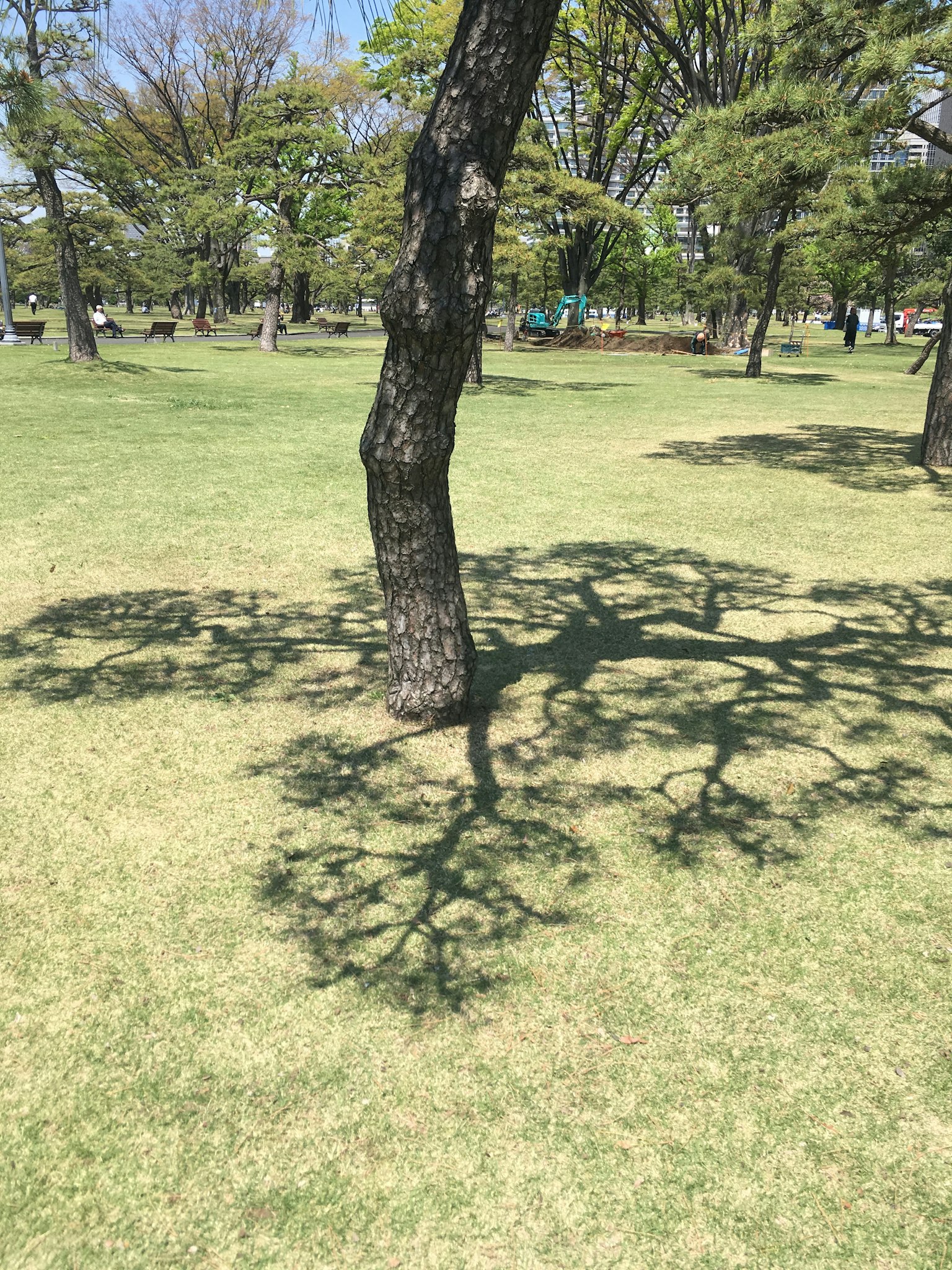 Ein Baum, der unter Sonnenlicht komplexe Schatten auf das Gras wirft